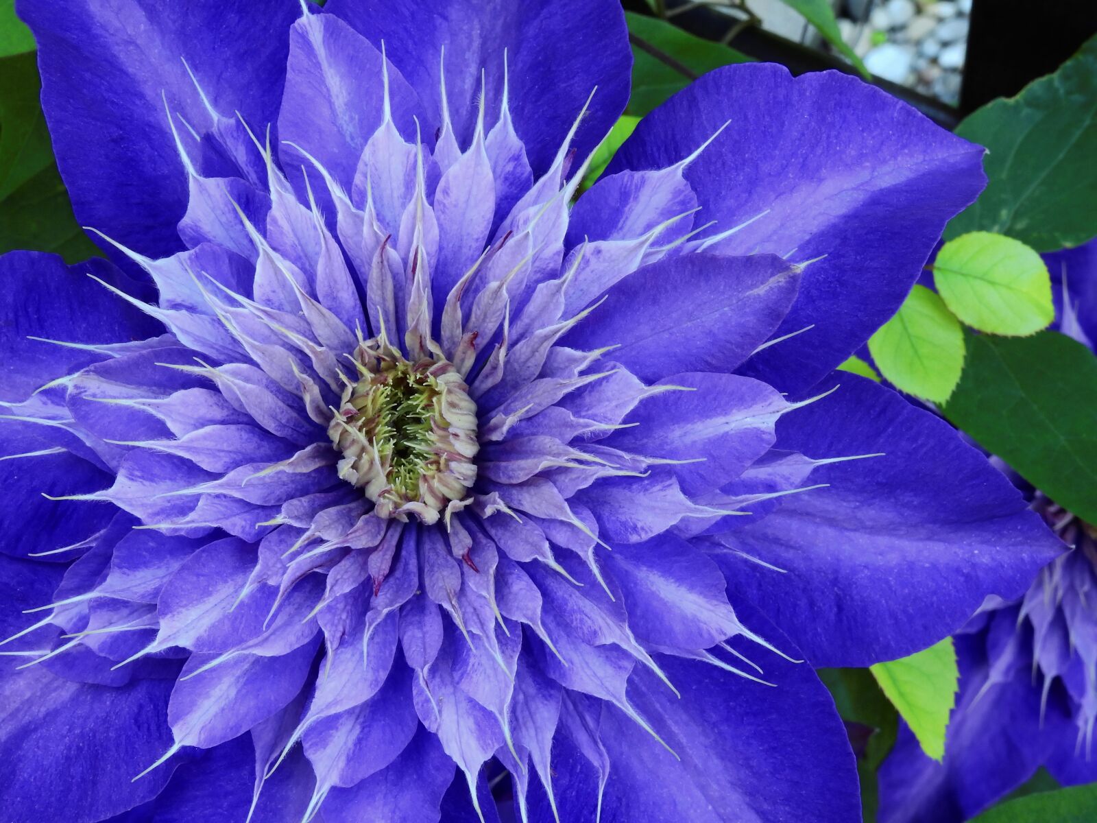 Nikon Coolpix P900 sample photo. Clematis, flower, blossom photography