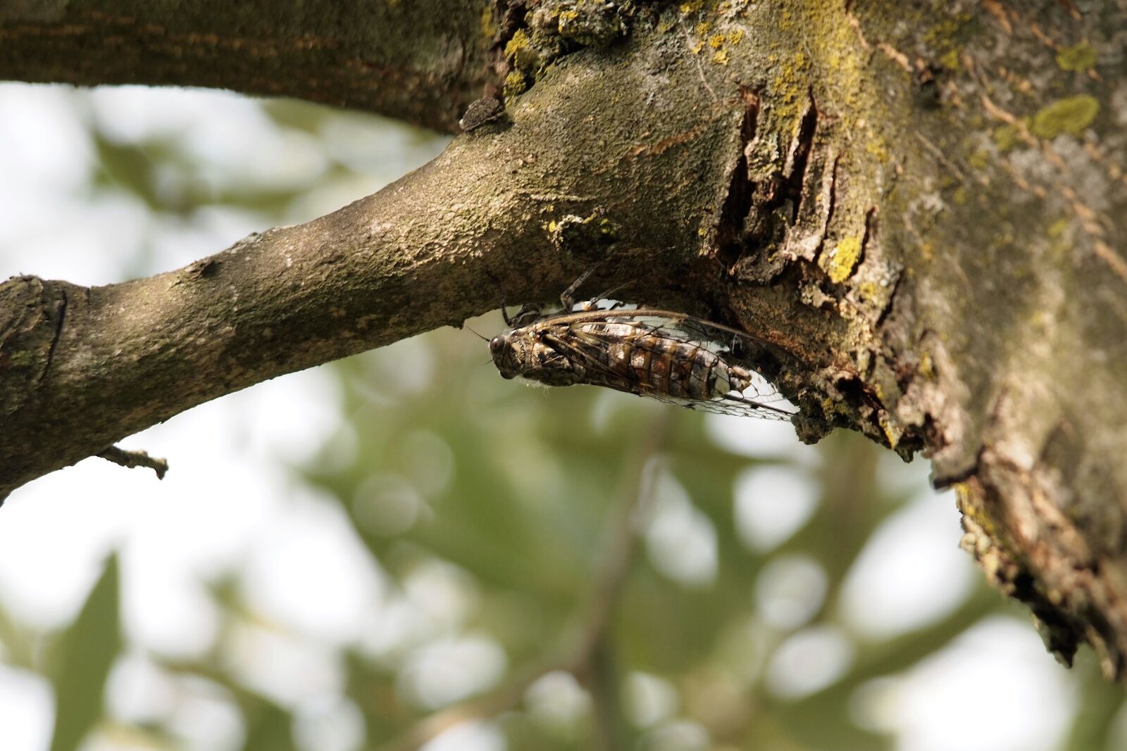 Olympus PEN E-PL1 sample photo. Vocals, put cicada, bug photography