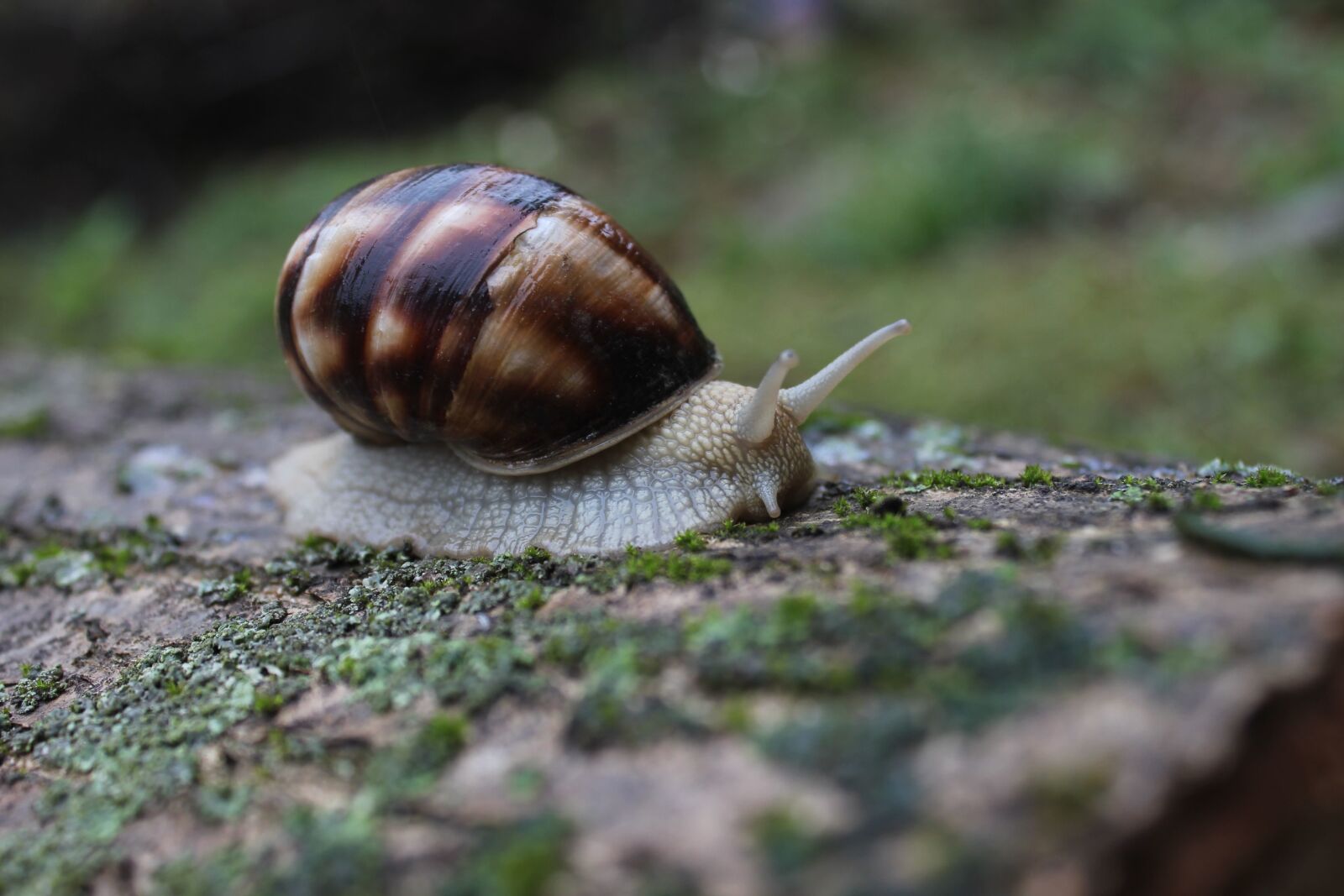 Canon EOS 550D (EOS Rebel T2i / EOS Kiss X4) sample photo. Garden snail, mollusk, invertebrate photography