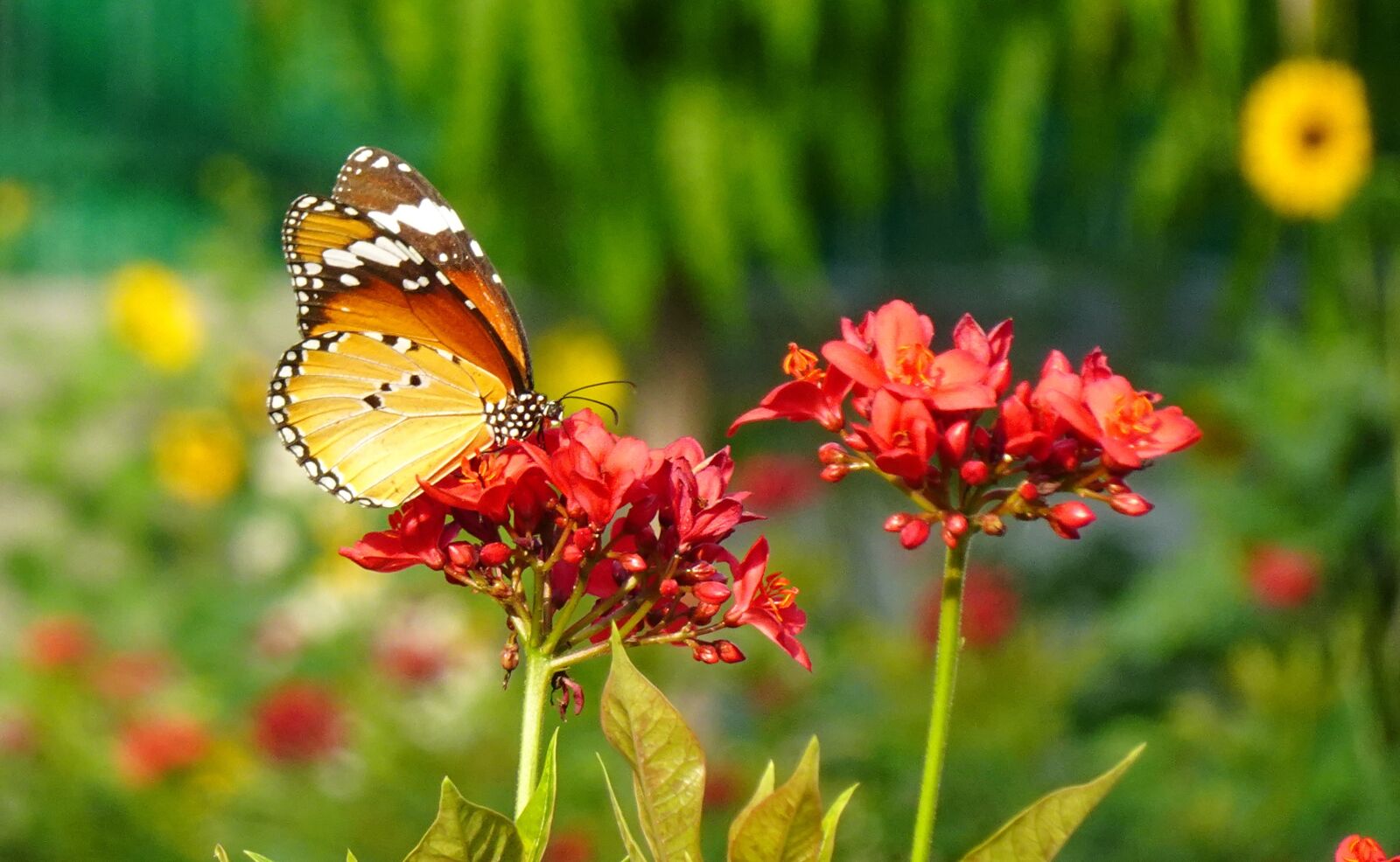 Sony DSC-WX800 sample photo. Butterfly, plain tiger, insect photography