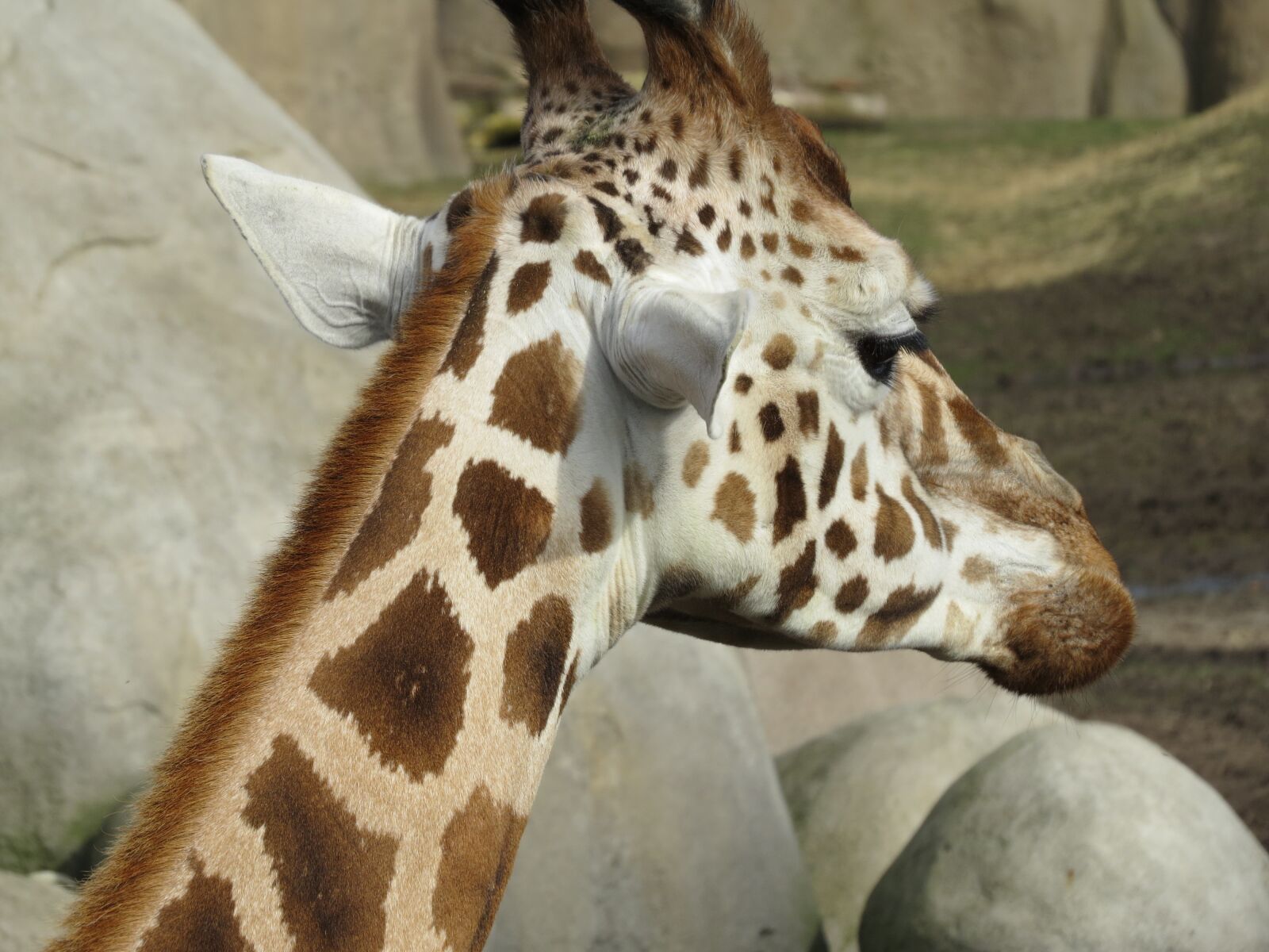 Canon PowerShot SX50 HS sample photo. Giraffe, animal, mammal photography