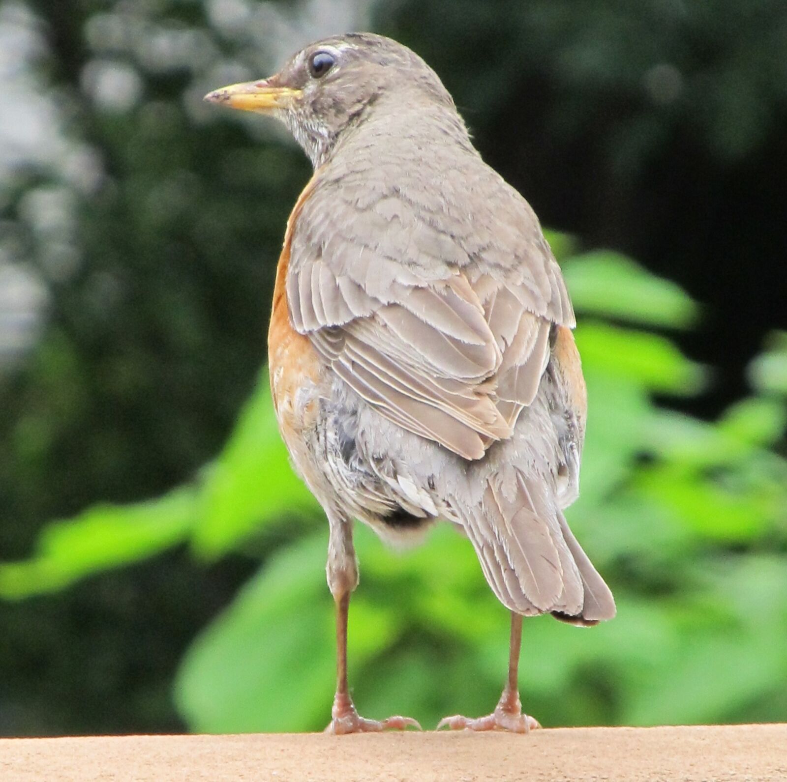 Canon PowerShot SX130 IS sample photo. Robin, portrait, bird photography