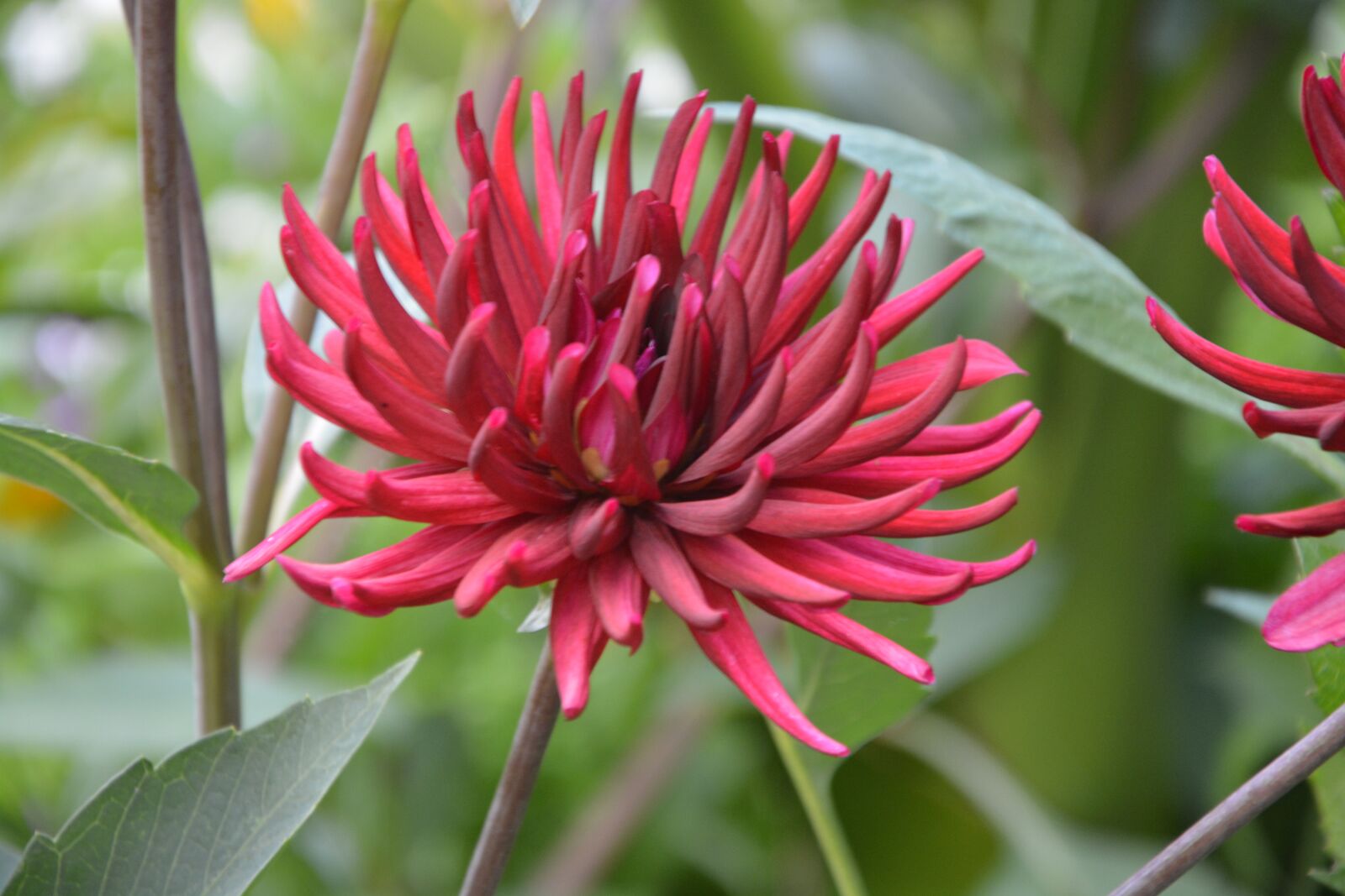 Nikon D5200 sample photo. Dahlia, red, massif photography