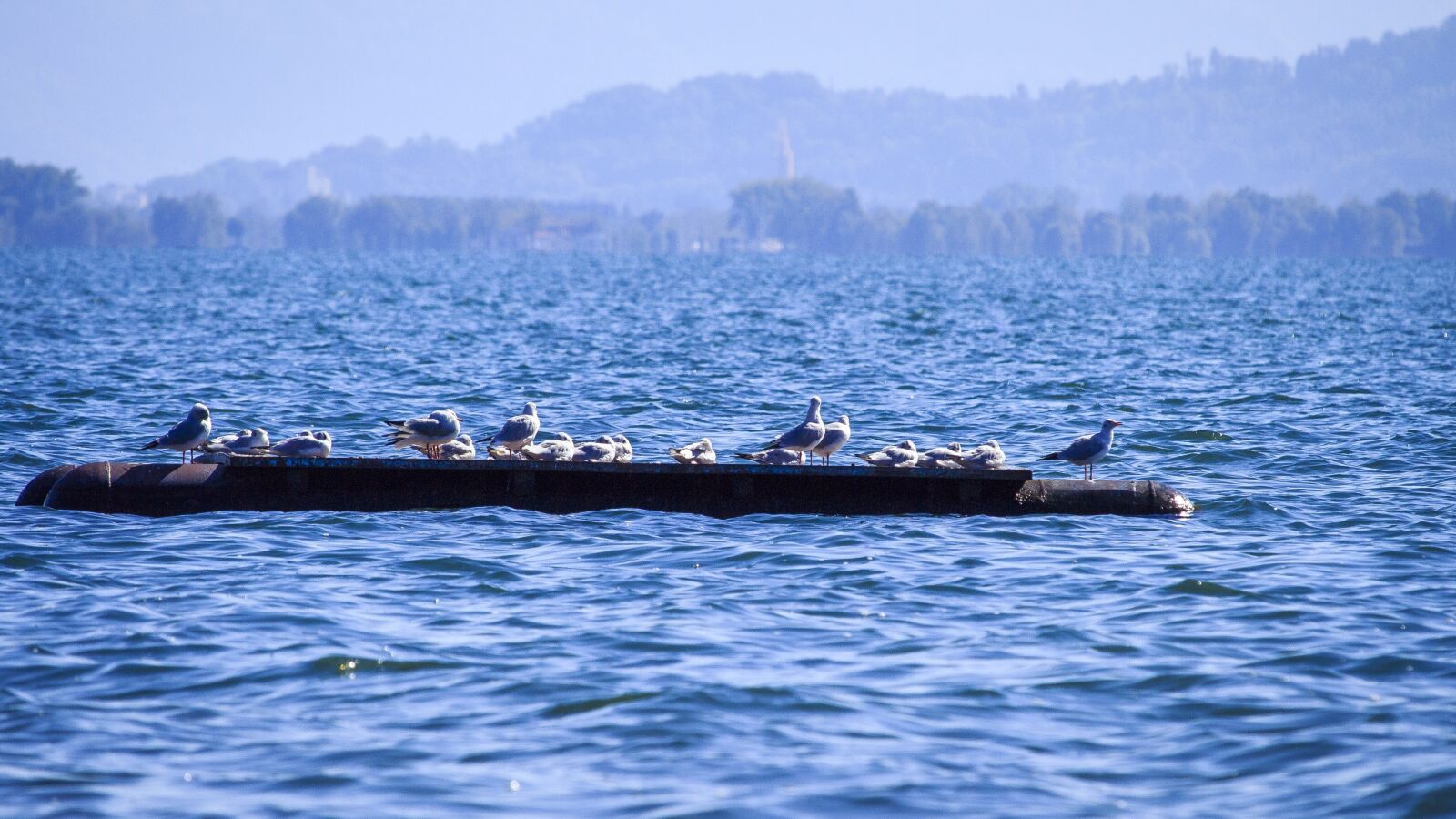 Canon EOS 650D (EOS Rebel T4i / EOS Kiss X6i) sample photo. Lake constance, gulls, on photography