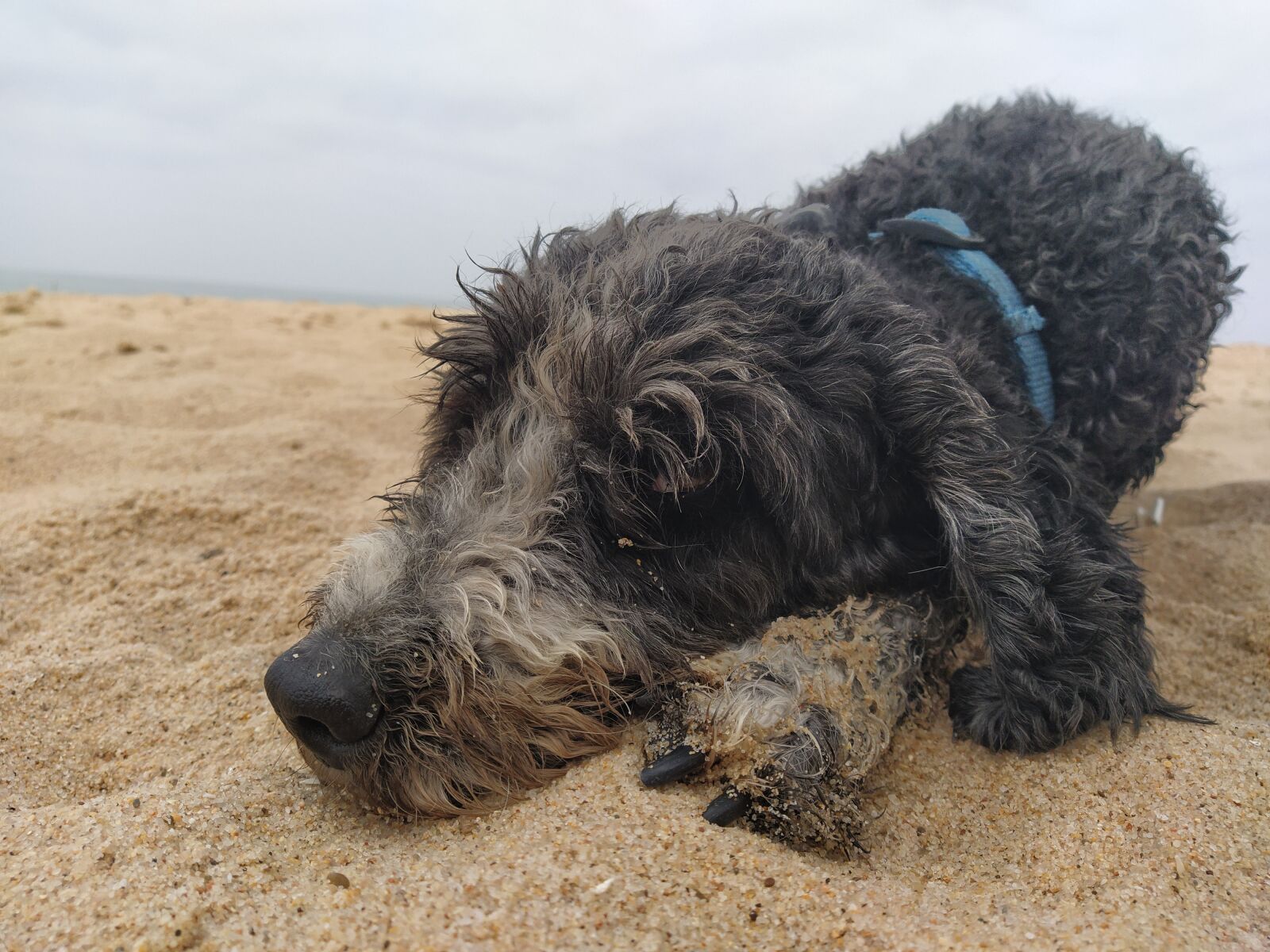 Xiaomi Mi A3 sample photo. Dog, beach, pet photography