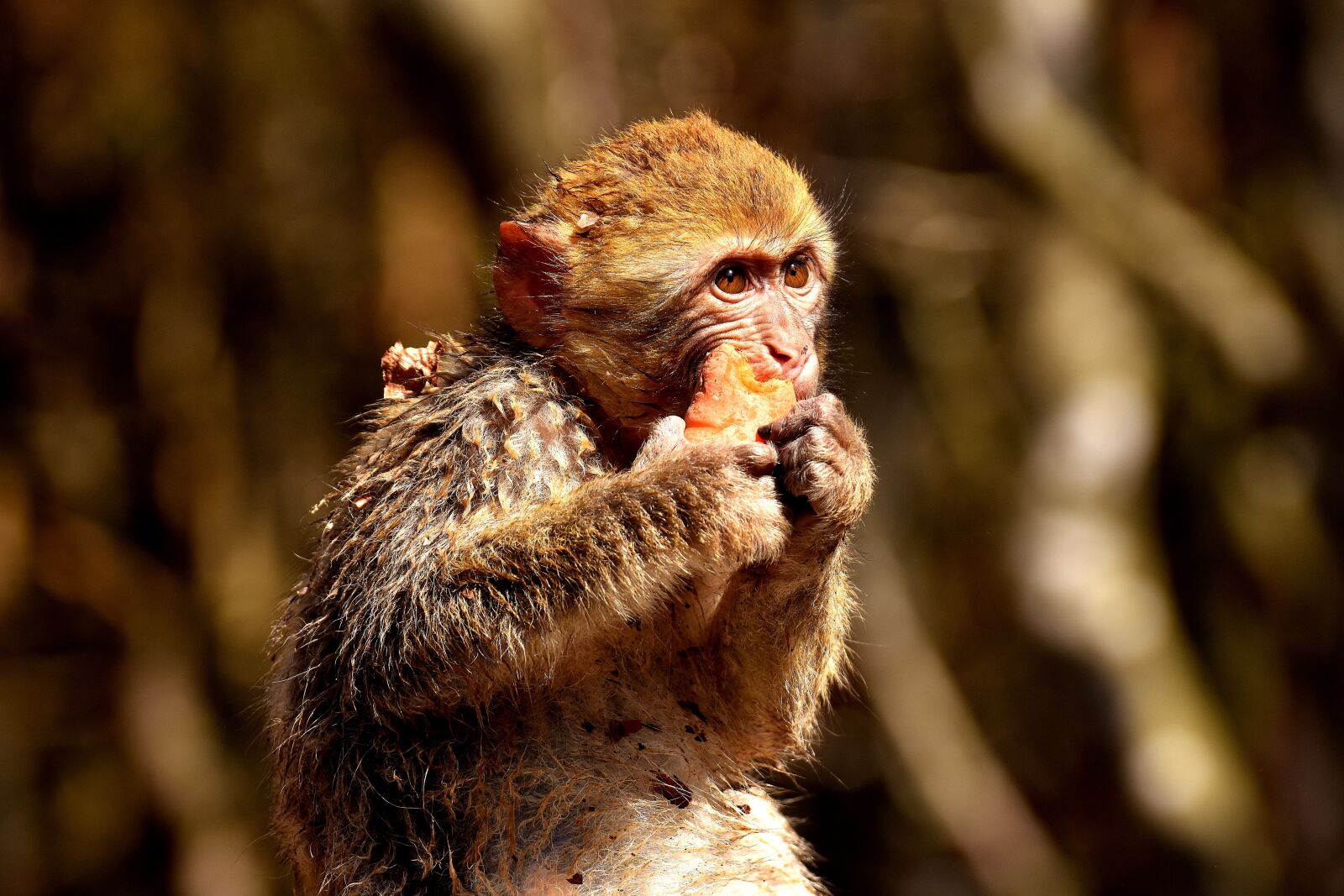 Nikon D7200 sample photo. Barbary ape, endangered species photography