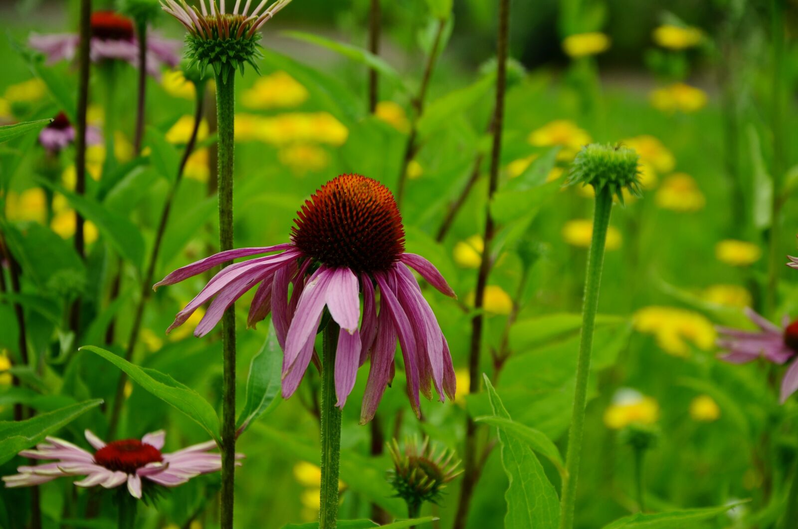 Nikon D5100 sample photo. Coneflower, purple sparkle sonnenhut photography