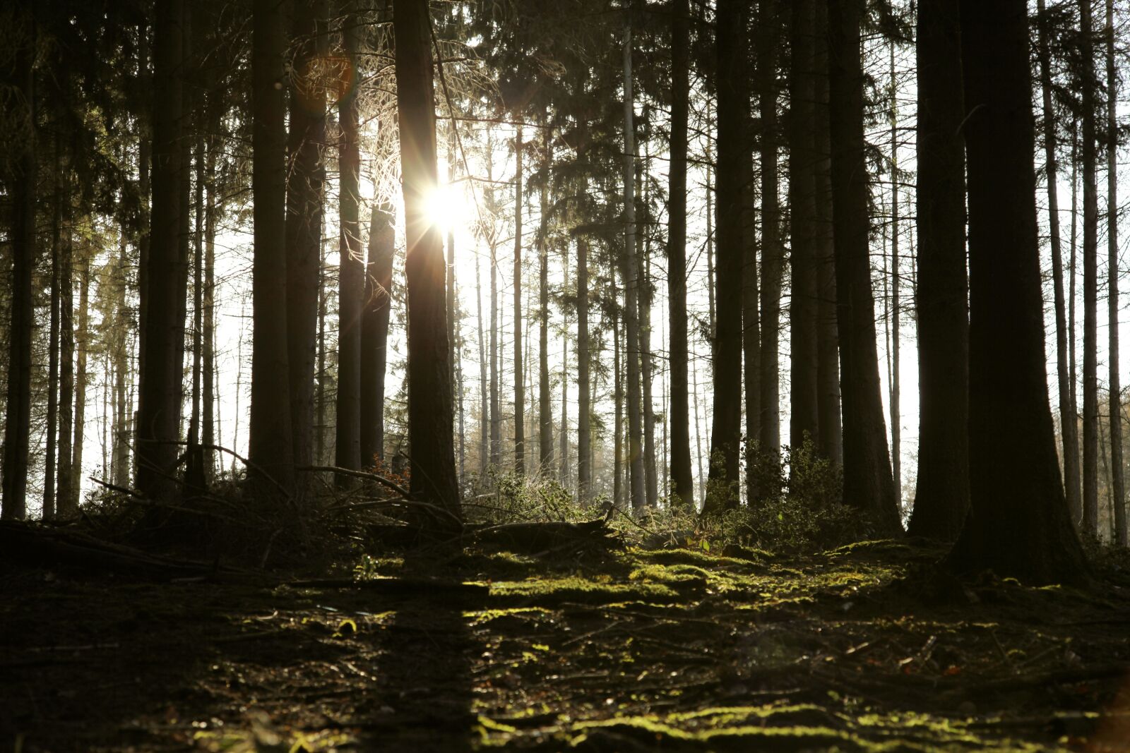 Canon EOS 5D Mark II sample photo. Forest, in, germany photography