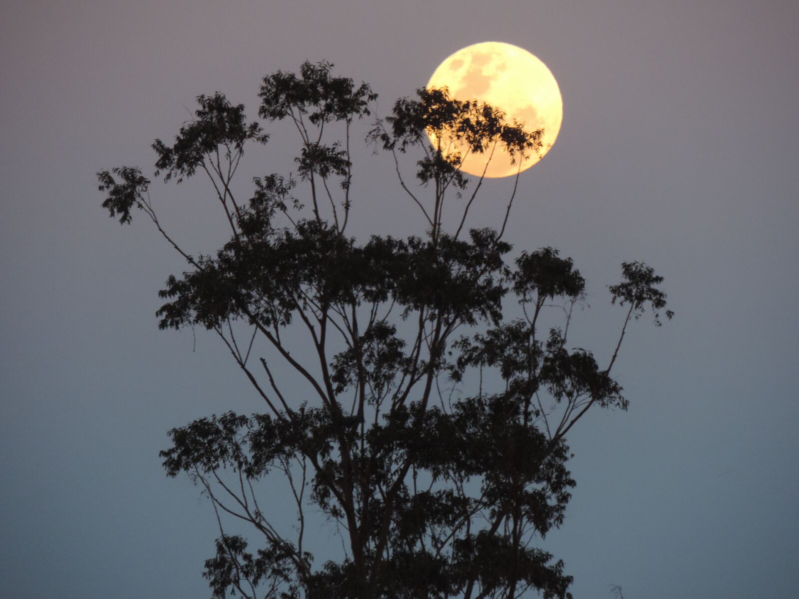 Nikon Coolpix P520 sample photo. Australia, supermoon, lunar photography