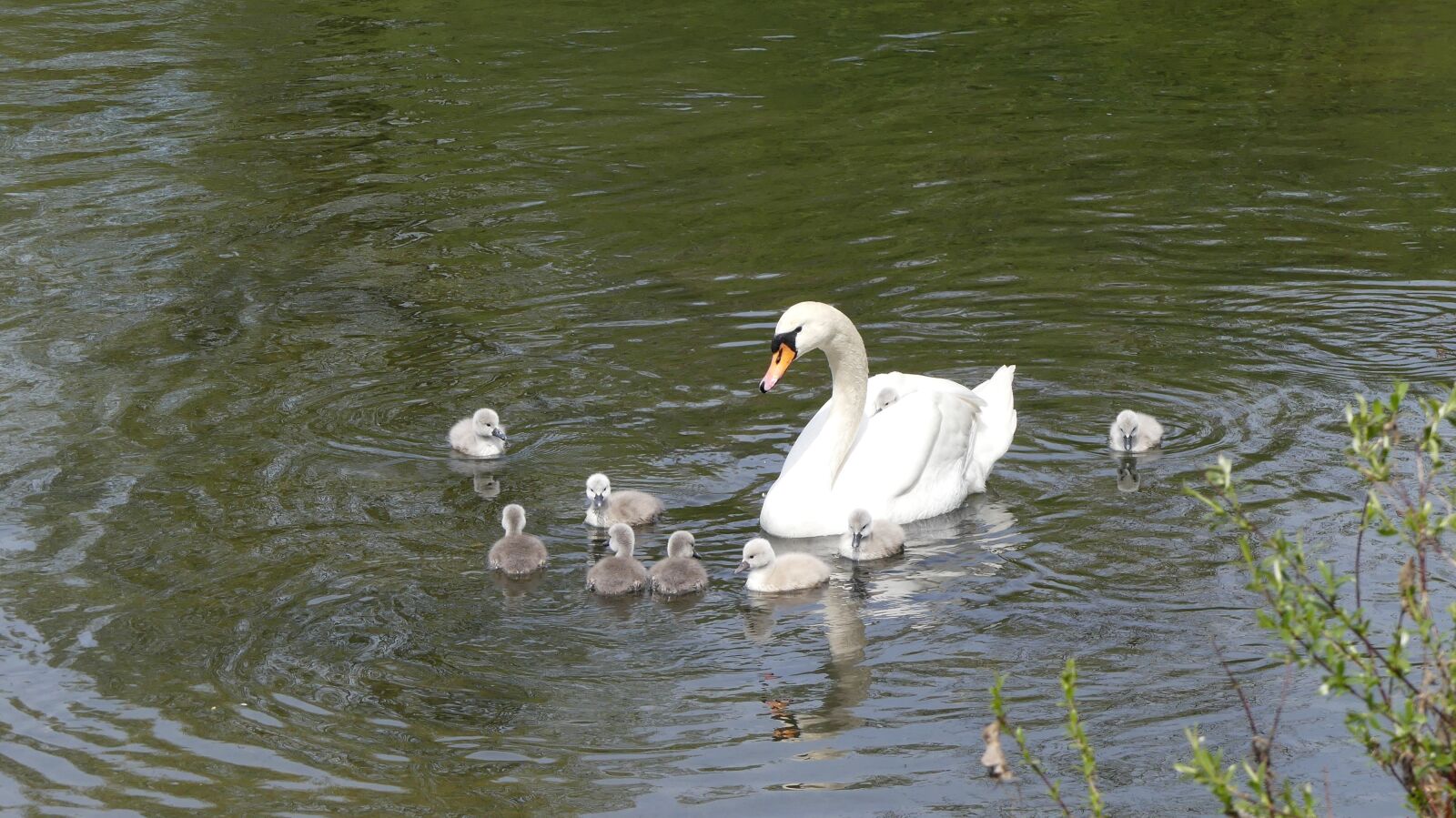 Panasonic Lumix DMC-FZ300 sample photo. Swan, swan family, animal photography