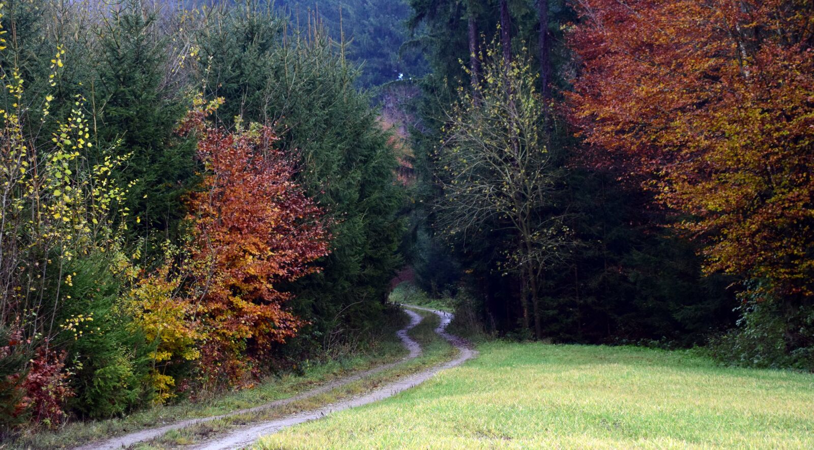 Nikon D3300 sample photo. Forest path, forest, trees photography