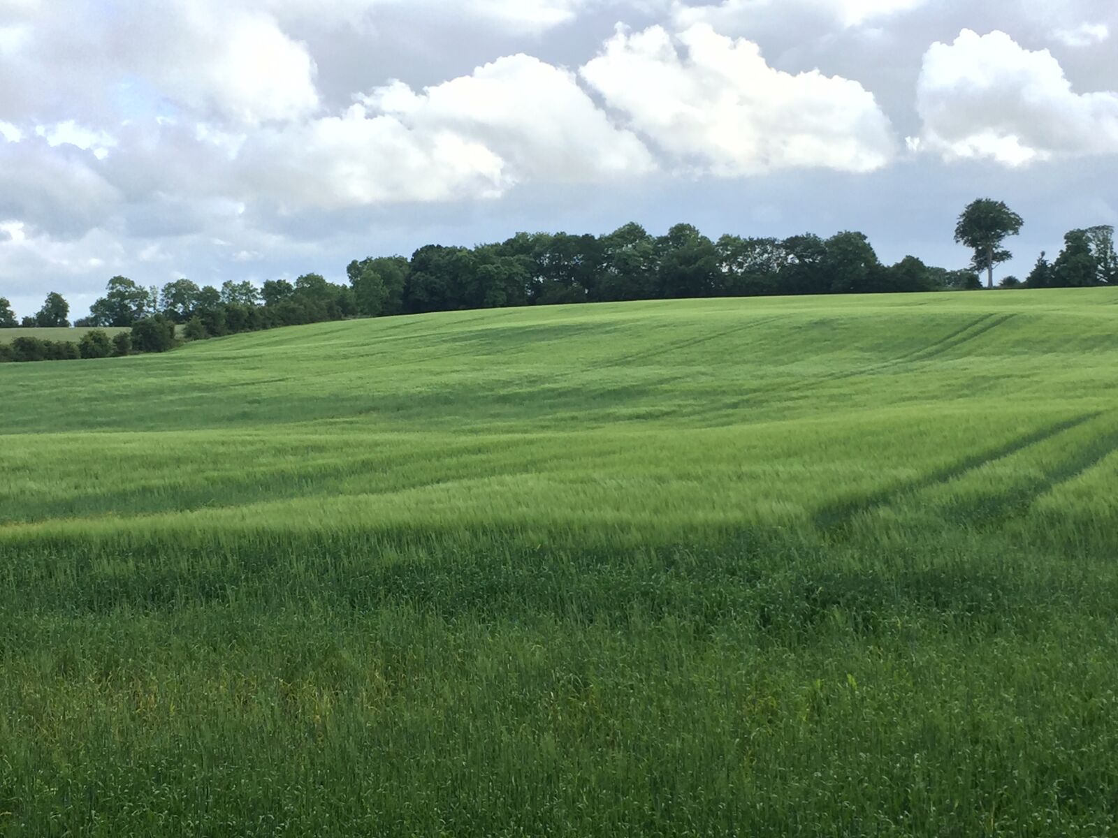 Apple iPhone 6 sample photo. Green, fields, in, ireland photography