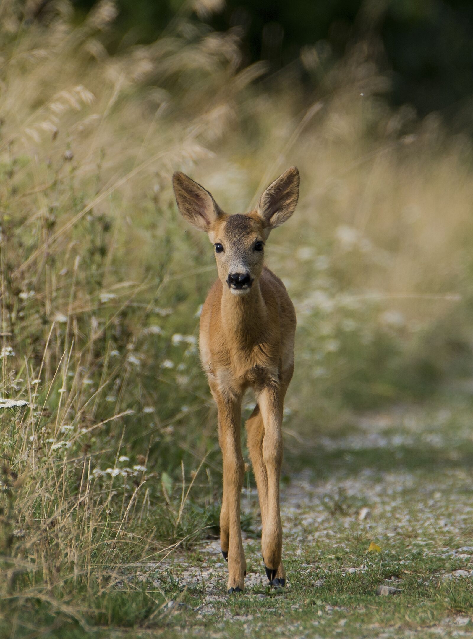 Tamron SP 150-600mm F5-6.3 Di VC USD sample photo. Deer, clumsy, bambi photography