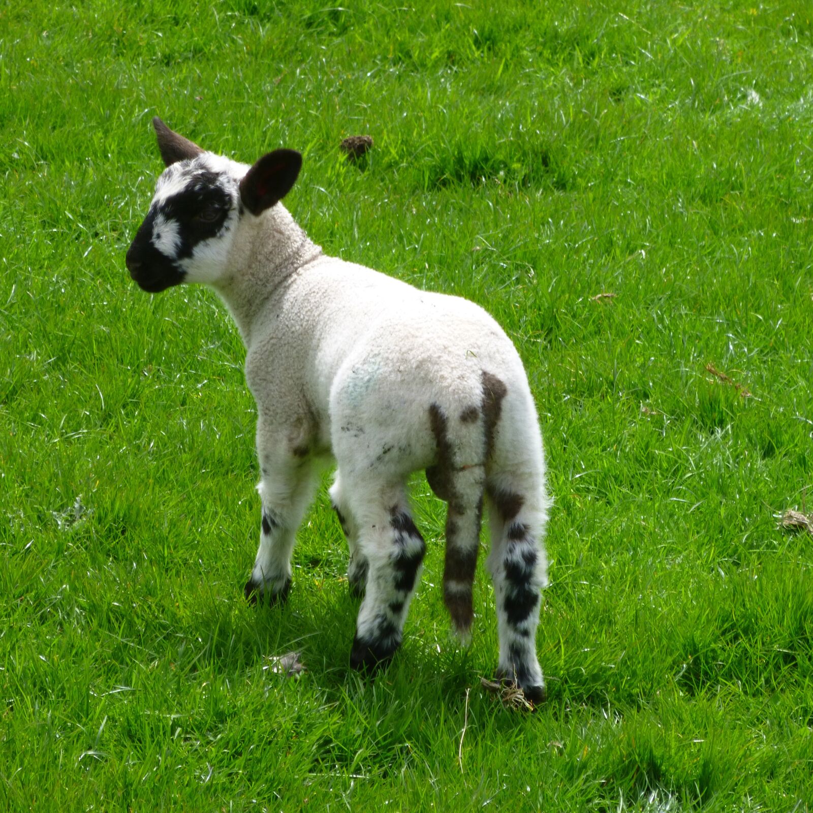 Panasonic DMC-SZ1 sample photo. Lamb, sheep, ovine photography