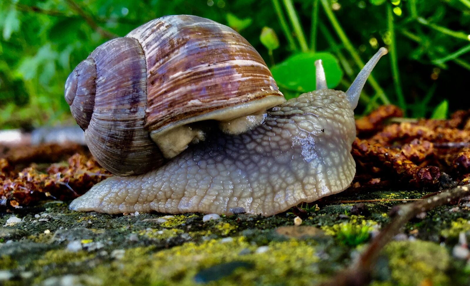 iPhone 6 Plus back camera 4.15mm f/2.2 sample photo. Snail, orchard, close up photography
