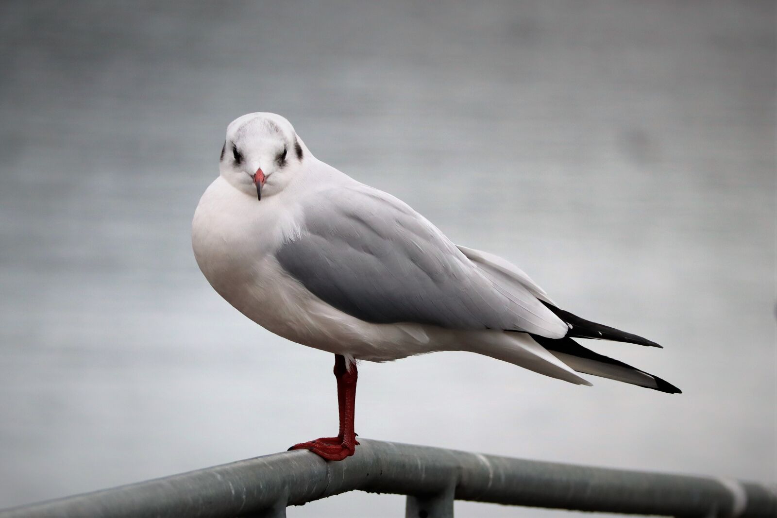 Canon EOS M50 (EOS Kiss M) + Canon EF-M 55-200mm F4.5-6.3 IS STM sample photo. Animal, bird, seagull photography