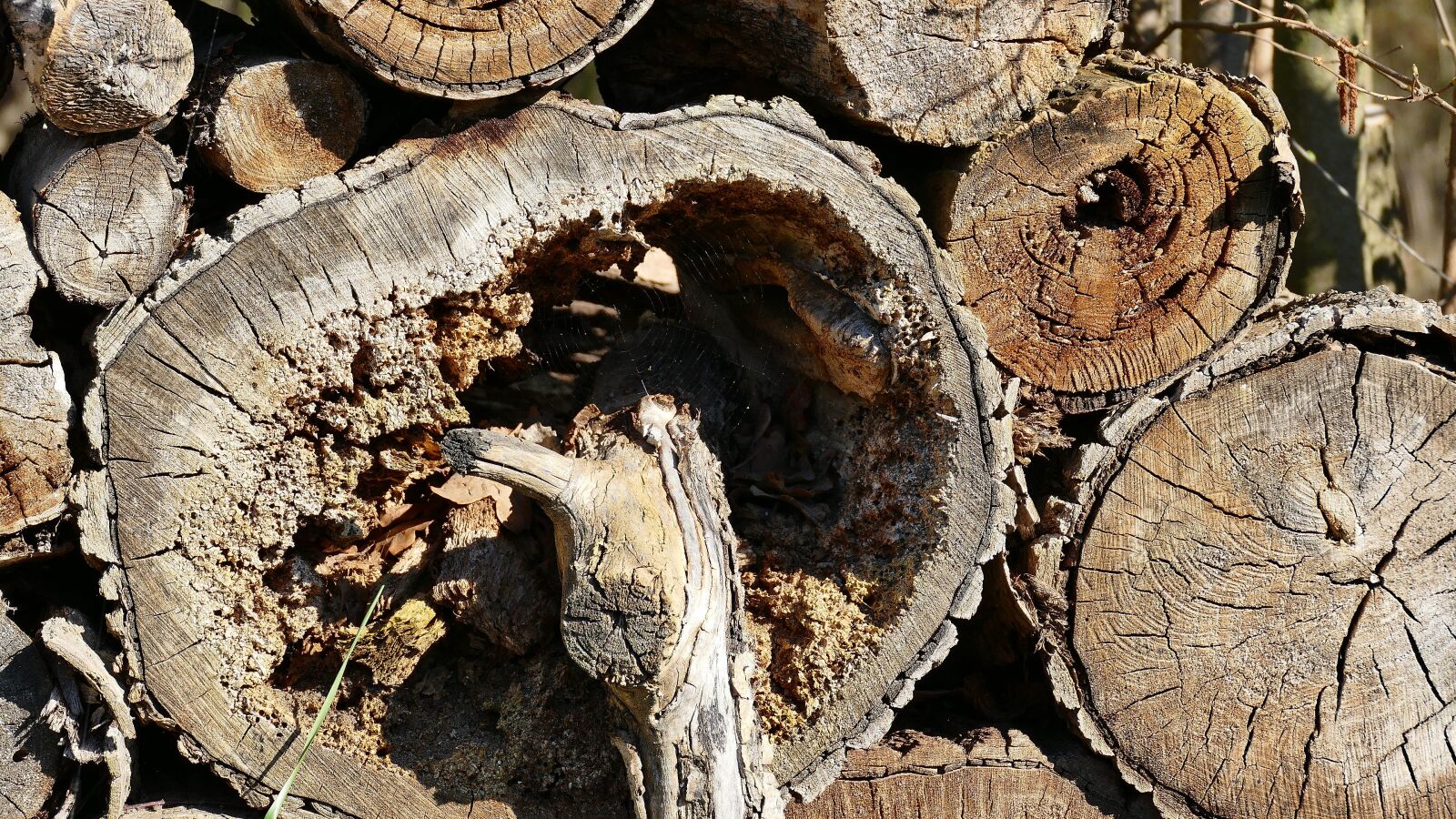 Panasonic Lumix DMC-FZ1000 sample photo. Wood, log, nature photography
