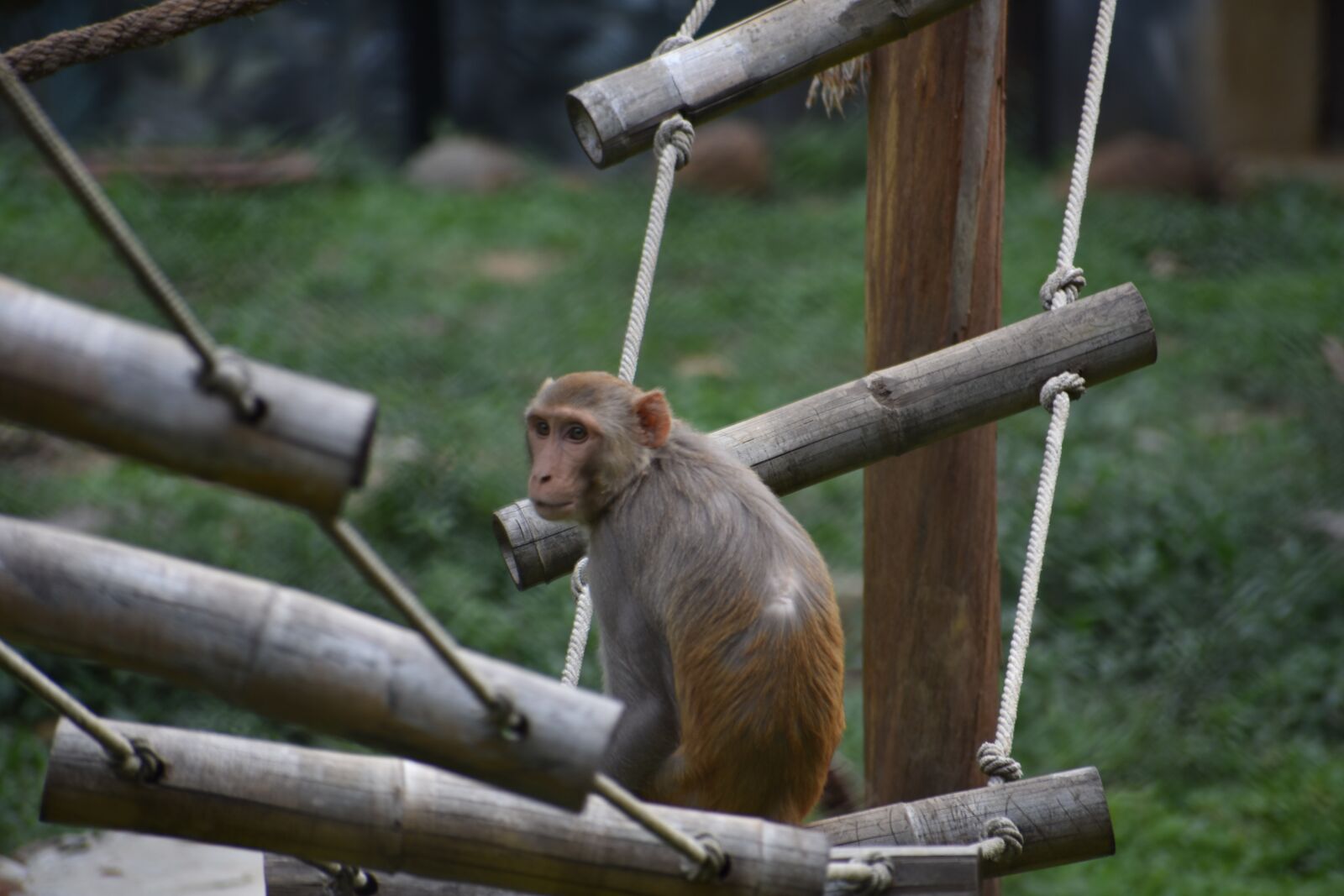 Nikon D3400 sample photo. Monkey, zoo, india photography