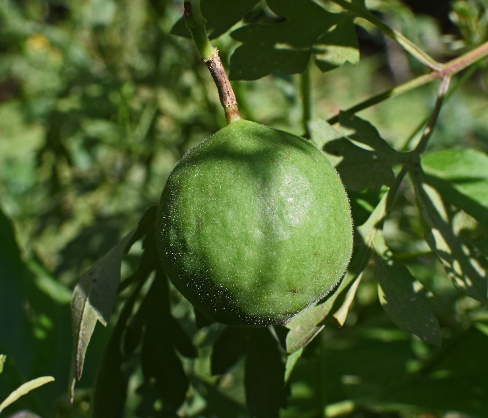Nikon D3300 sample photo. Passion flower fruit, fruit photography