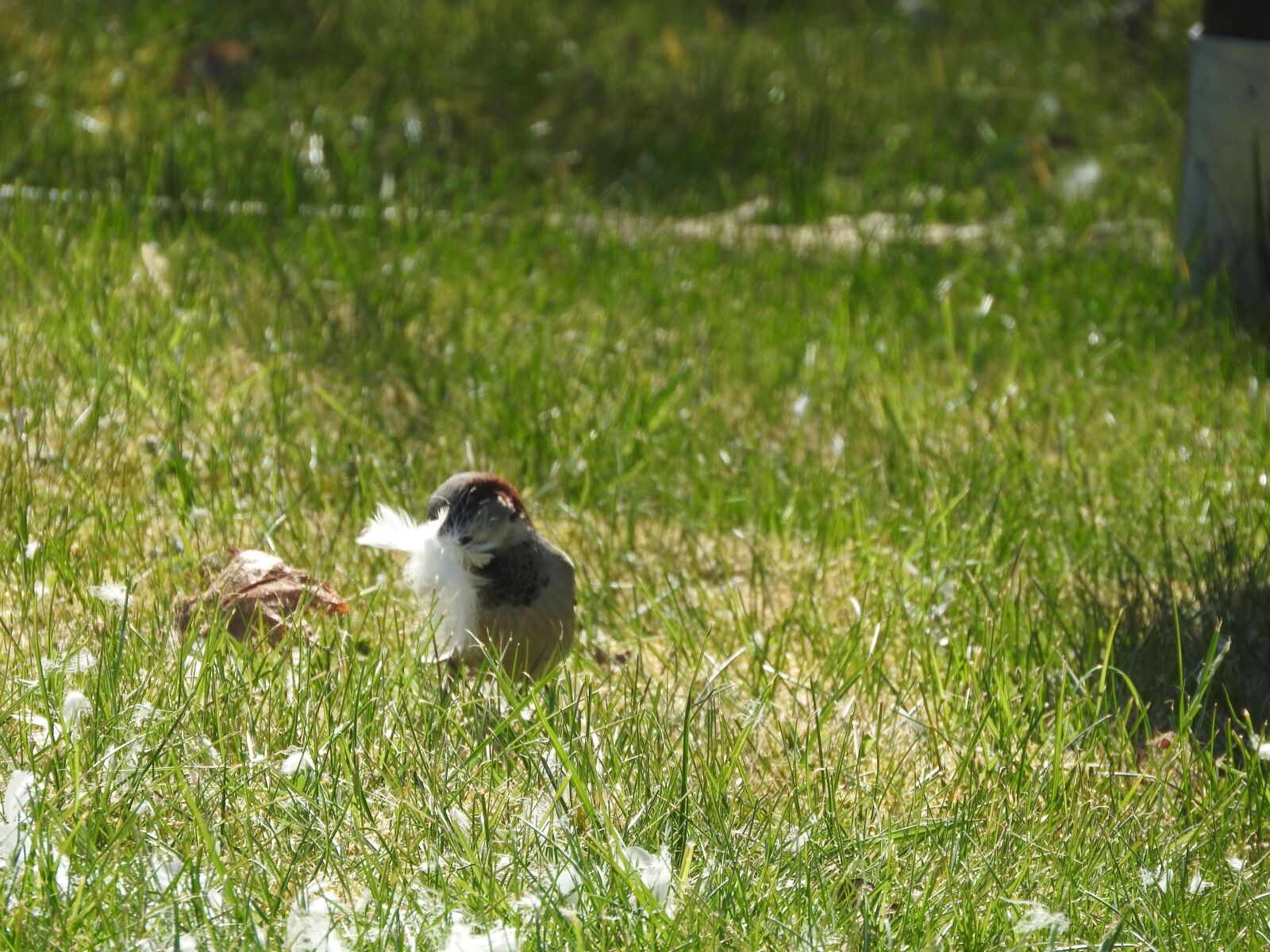 Nikon Coolpix P610 sample photo. Bird, nest building, nature photography