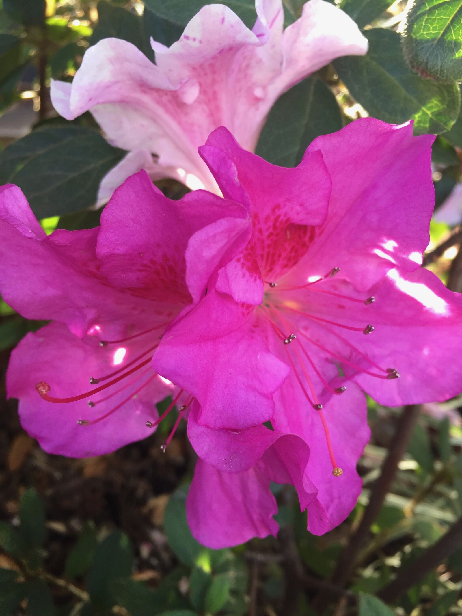 Apple iPhone 6 sample photo. Flower, pink, purple photography