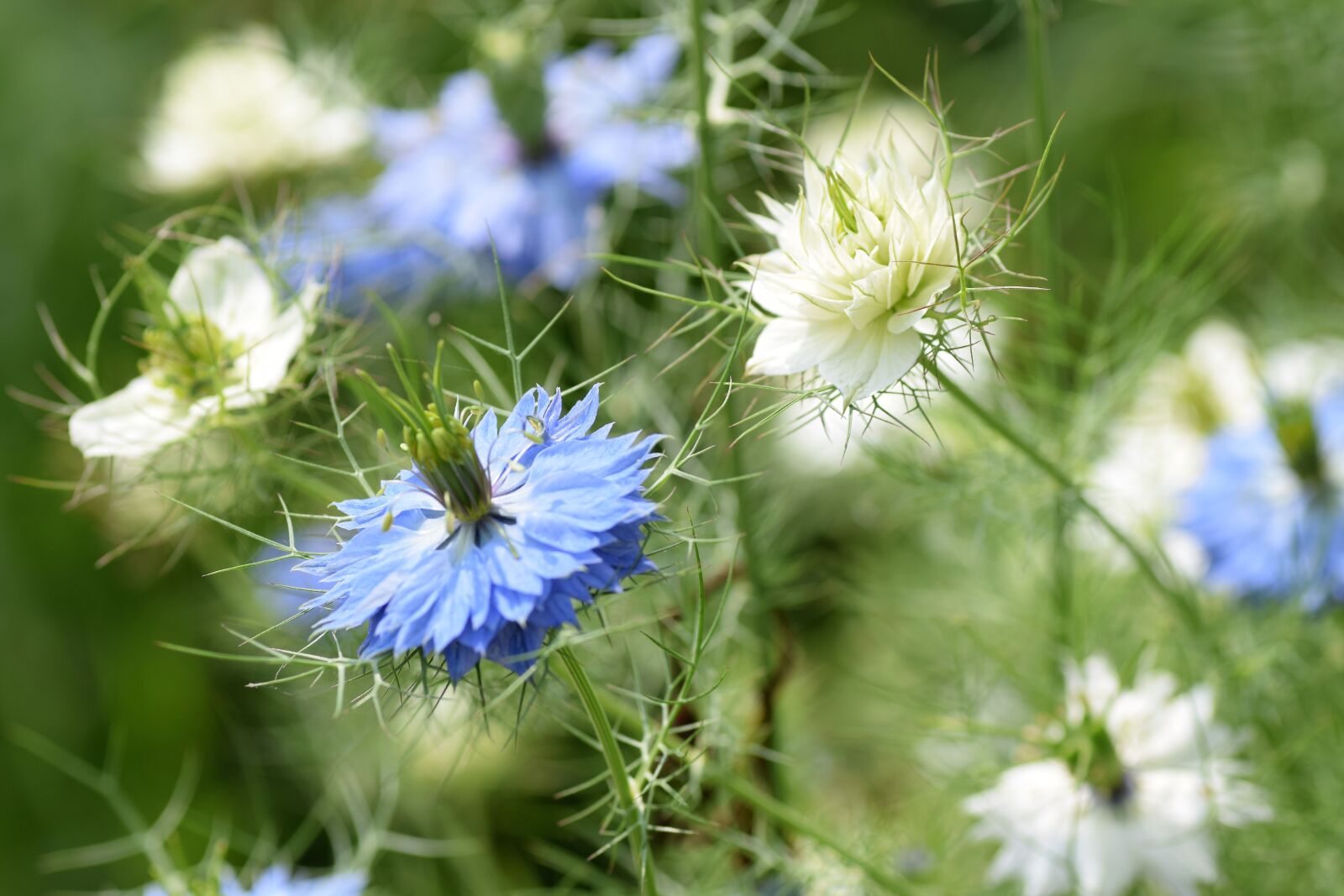 Nikon D5300 sample photo. Blue flowers, garden, summer photography