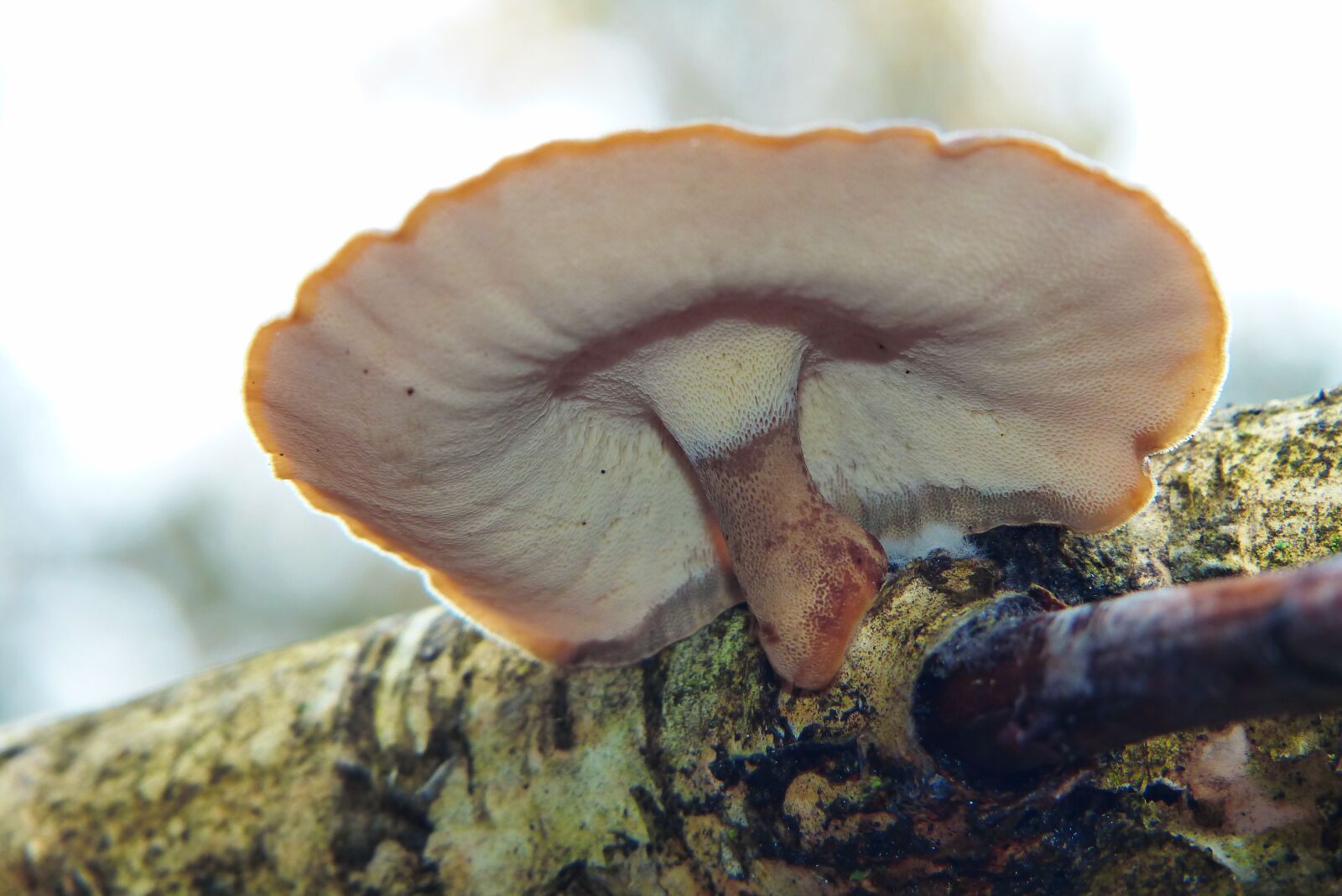 Panasonic Lumix DMC-FZ200 sample photo. Mushroom, hat, rod photography