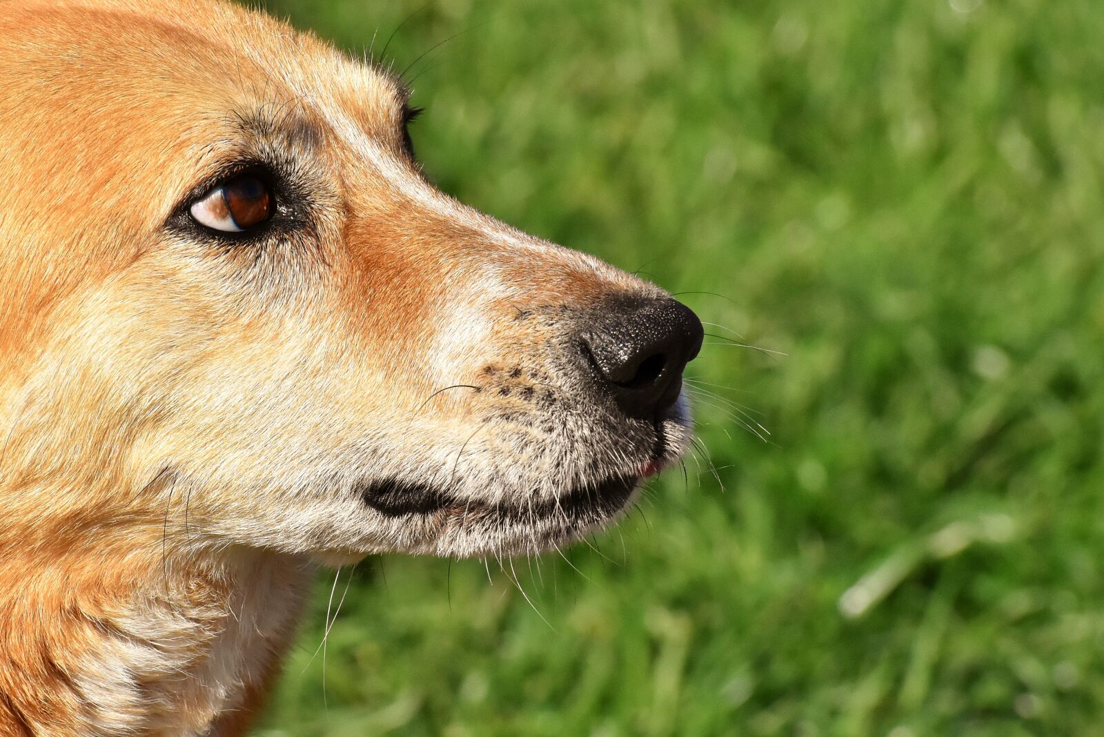 Nikon D7200 sample photo. Dog, hybrid, cute photography