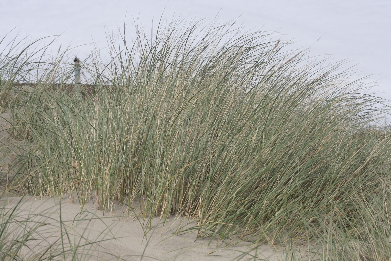 Canon EOS 1000D (EOS Digital Rebel XS / EOS Kiss F) sample photo. Beach, oregon, grass photography