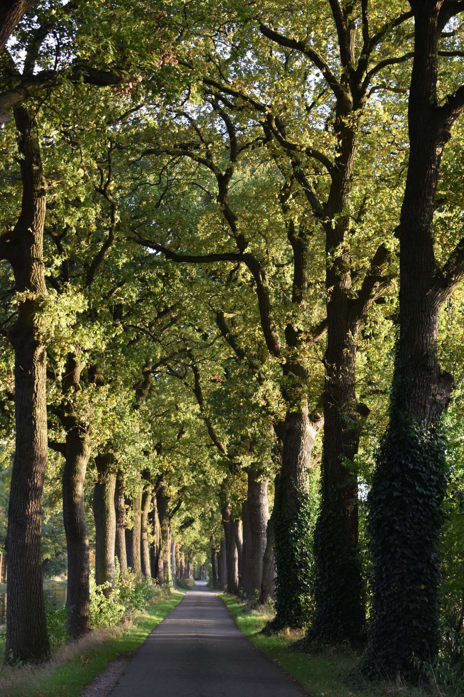 Nikon D3500 sample photo. Avenue, trees, landscape photography
