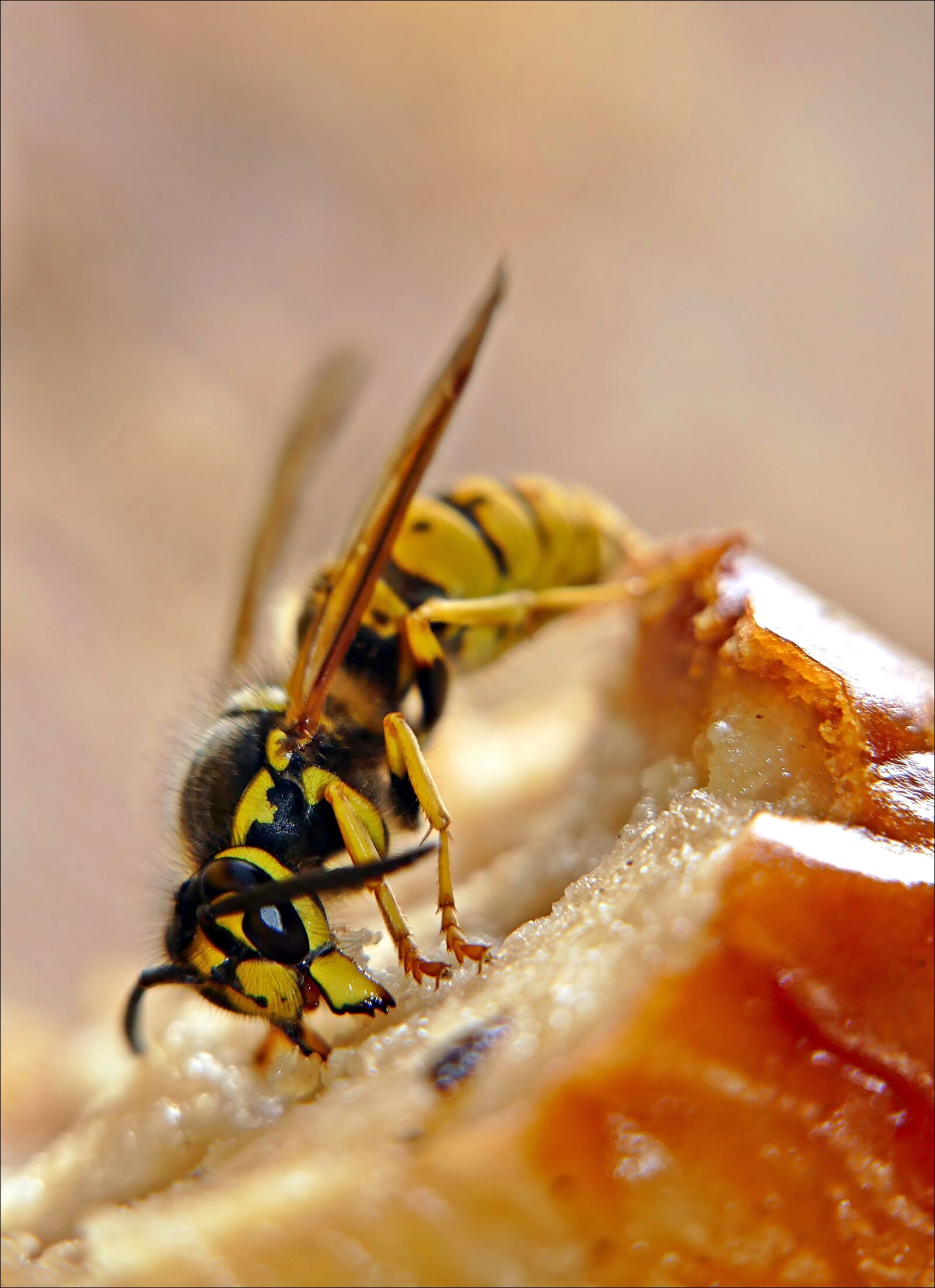 Panasonic Lumix DMC-FZ1000 sample photo. Wasp, sausage, food photography