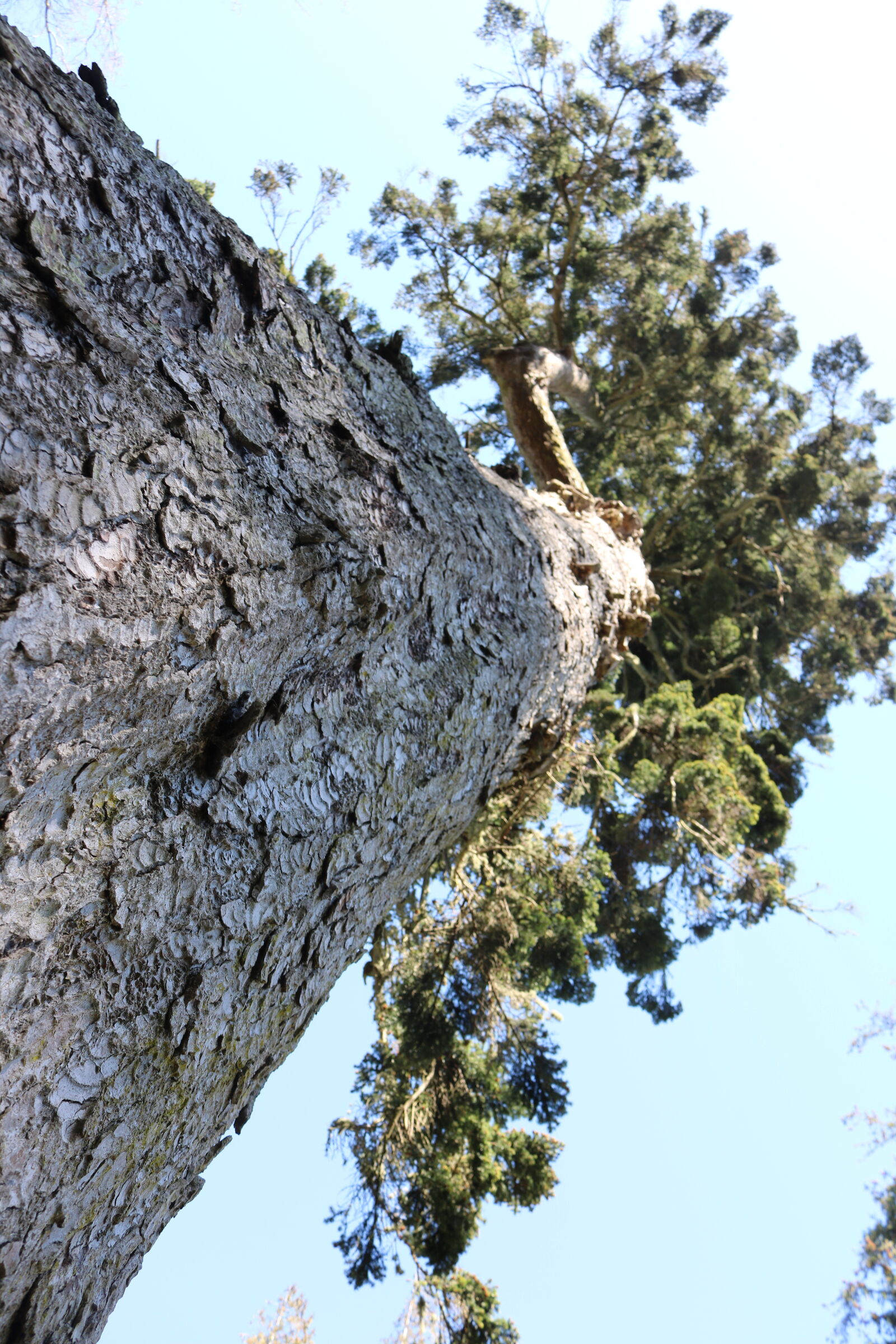 Canon EOS 750D (EOS Rebel T6i / EOS Kiss X8i) sample photo. Forest, green, pine, tree photography
