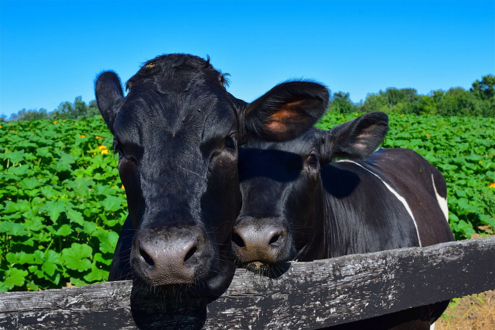 Nikon D3300 sample photo. Cows, cuddling, happy photography