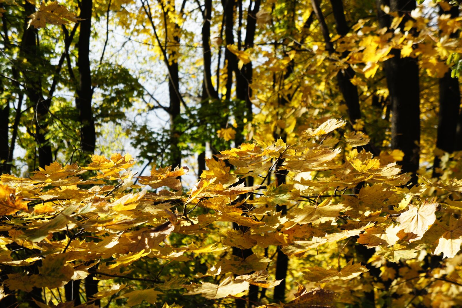 Sony Alpha NEX-3 + Sony E 18-55mm F3.5-5.6 OSS sample photo. Yellow, autumn, colorful photography