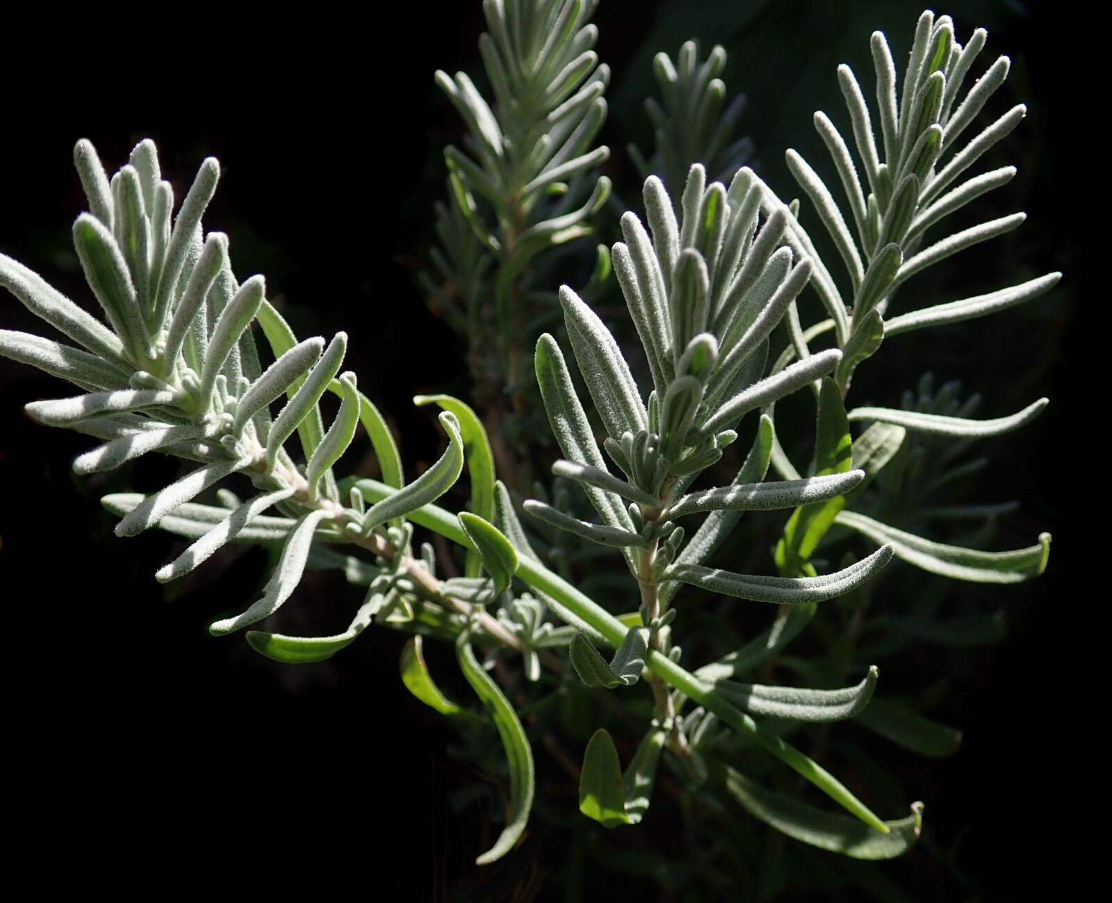 Olympus TG-5 sample photo. Lavender leaves, foliage, plant photography