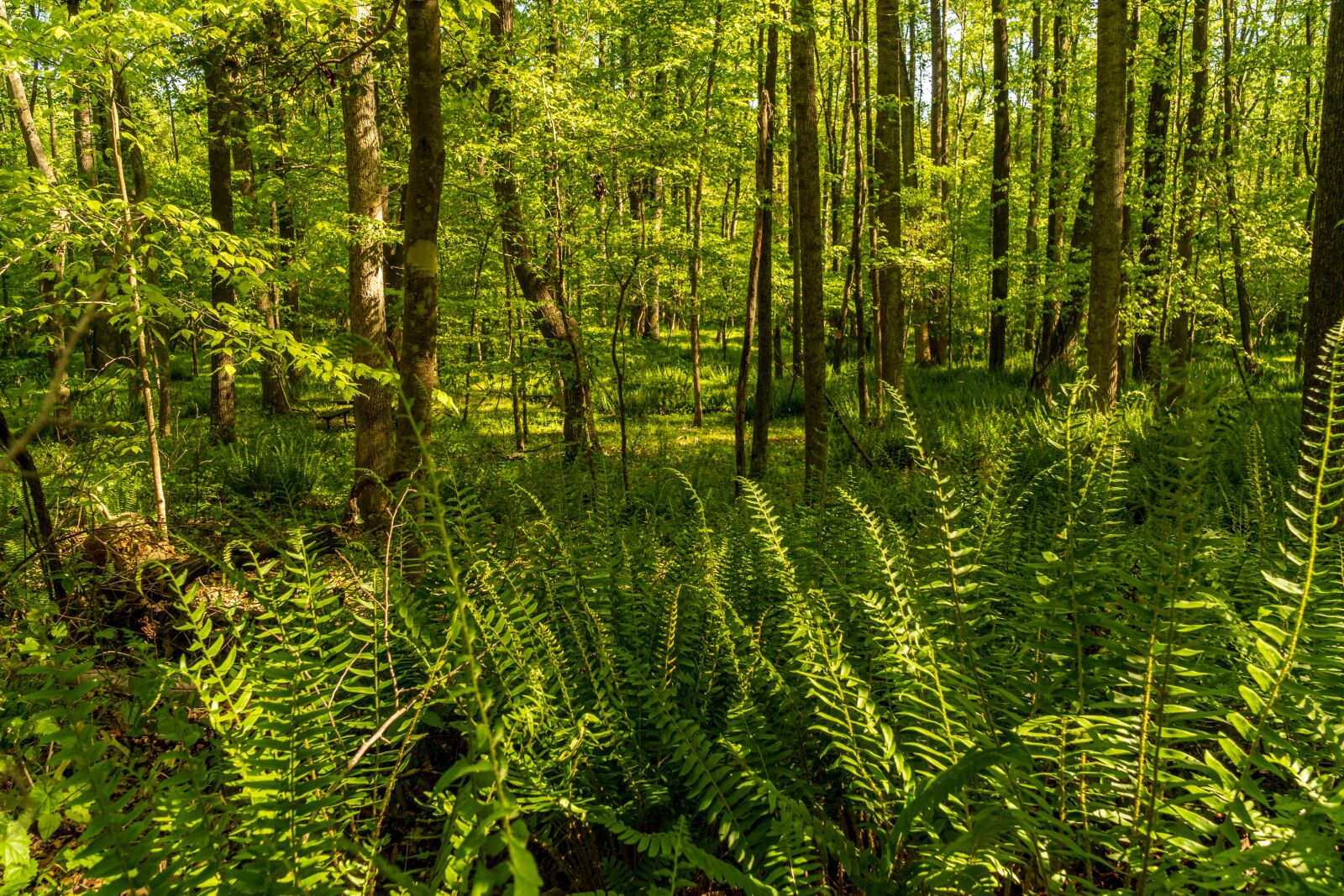Sony E PZ 18-105mm F4 G OSS sample photo. Fern forest, fern carpeted photography