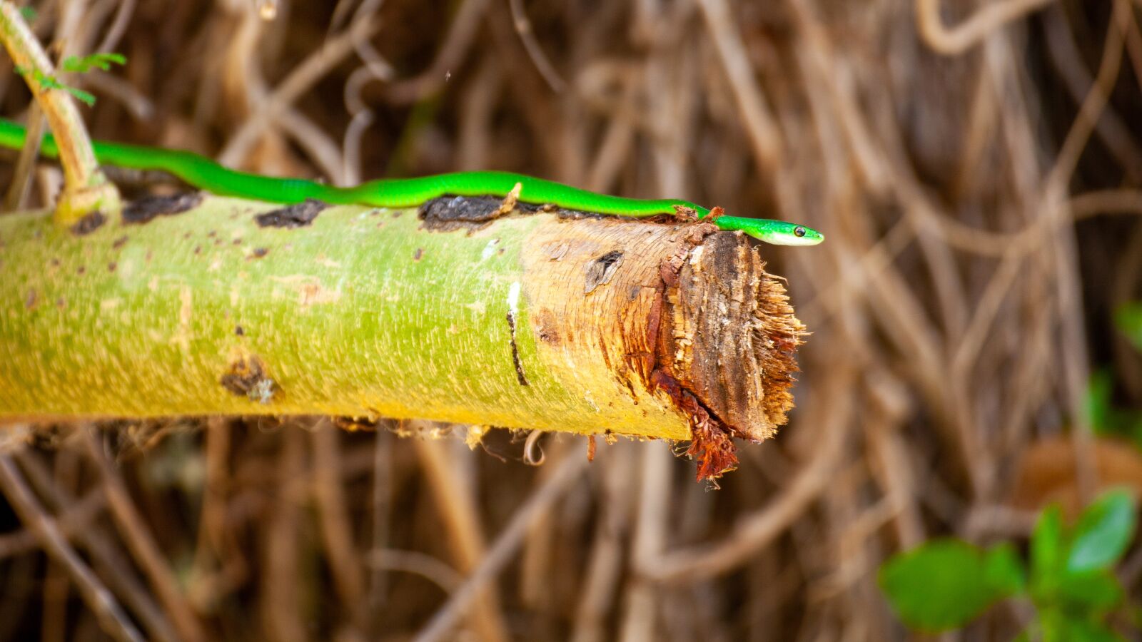 Canon EOS 5D Mark II sample photo. Snake, kenya, green photography