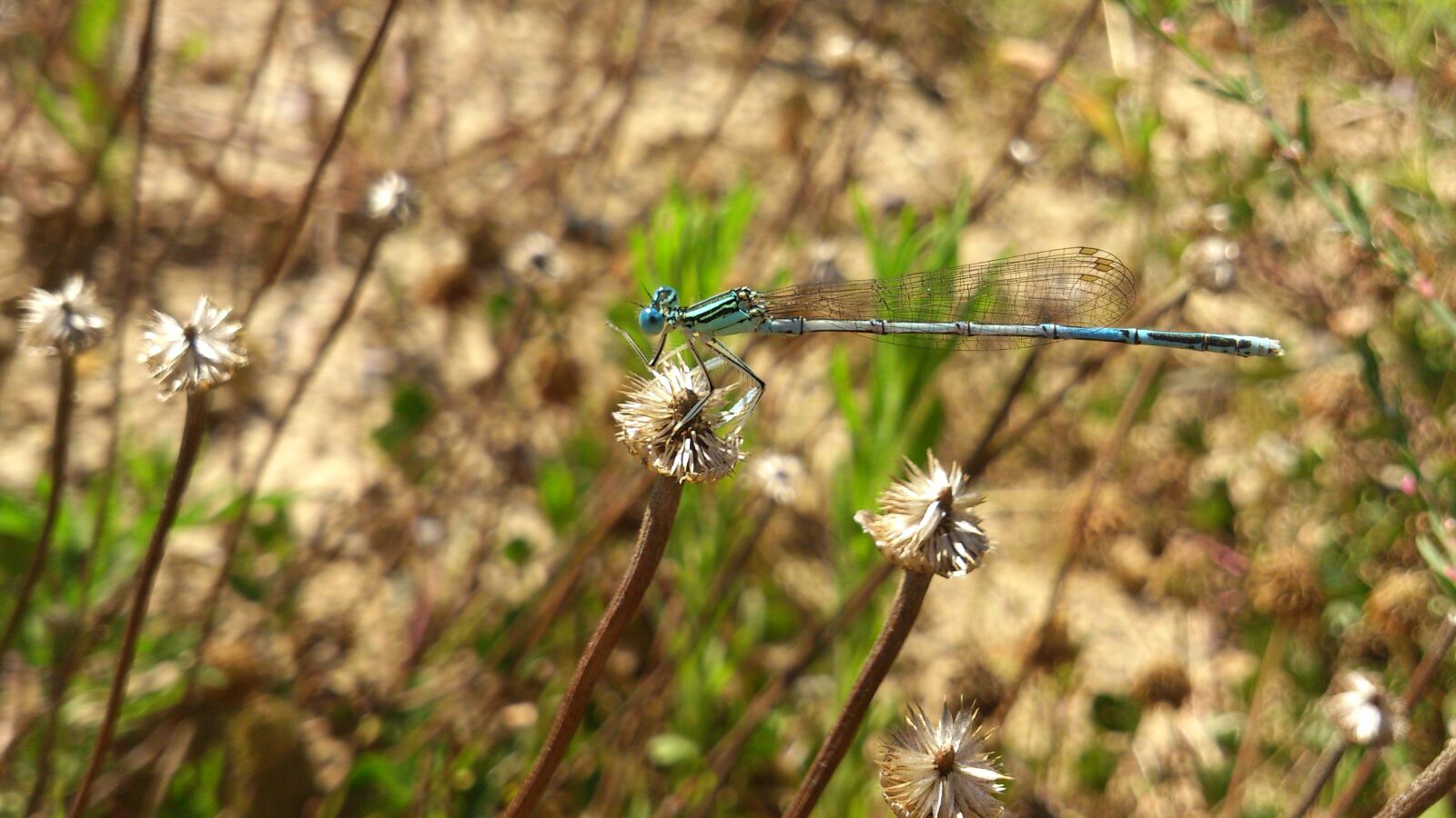 Sony Ericsson Xperia S sample photo. Dragonfly, grass, insect photography