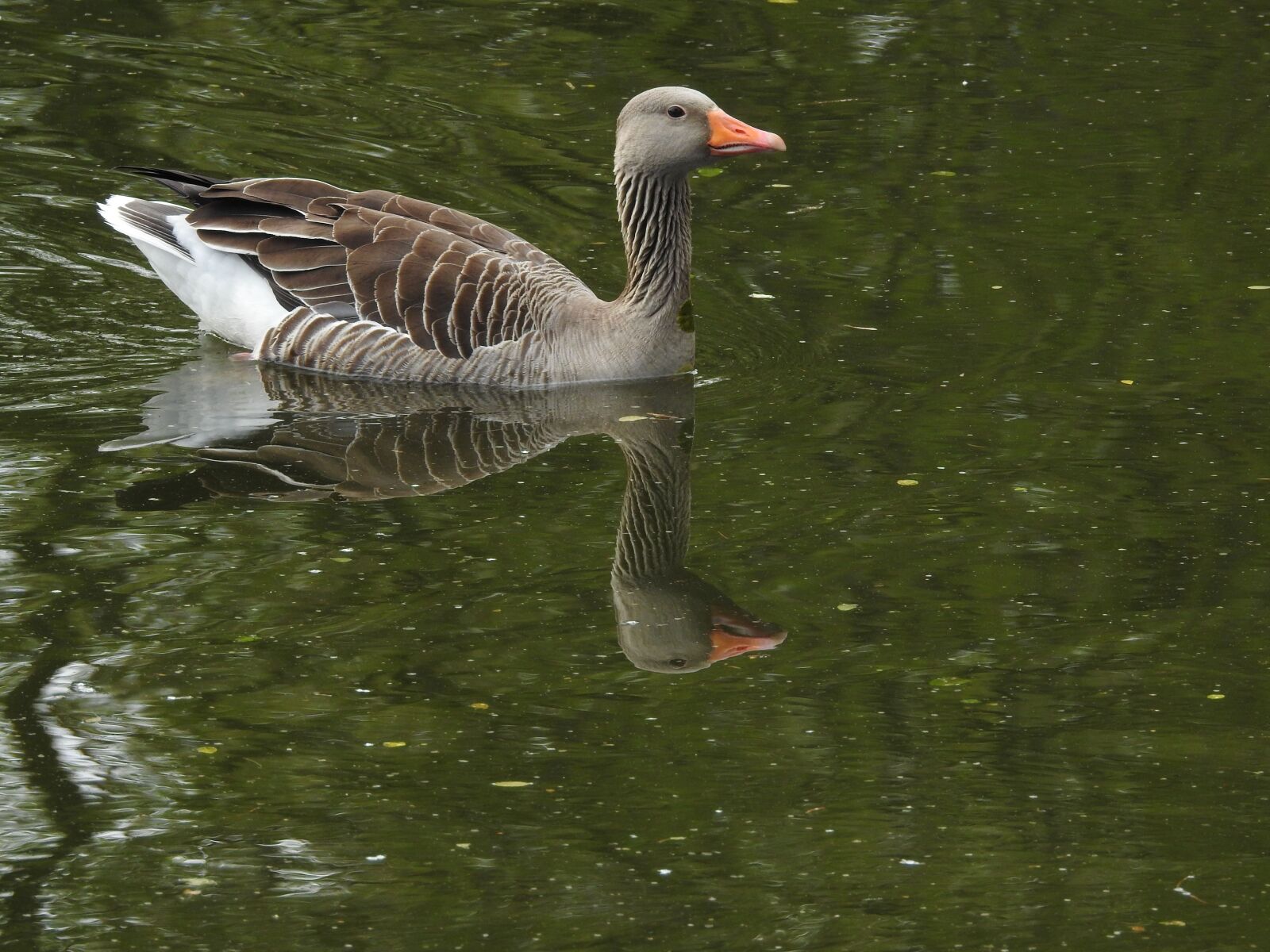Nikon Coolpix P900 sample photo. Wild goose, goose, water photography