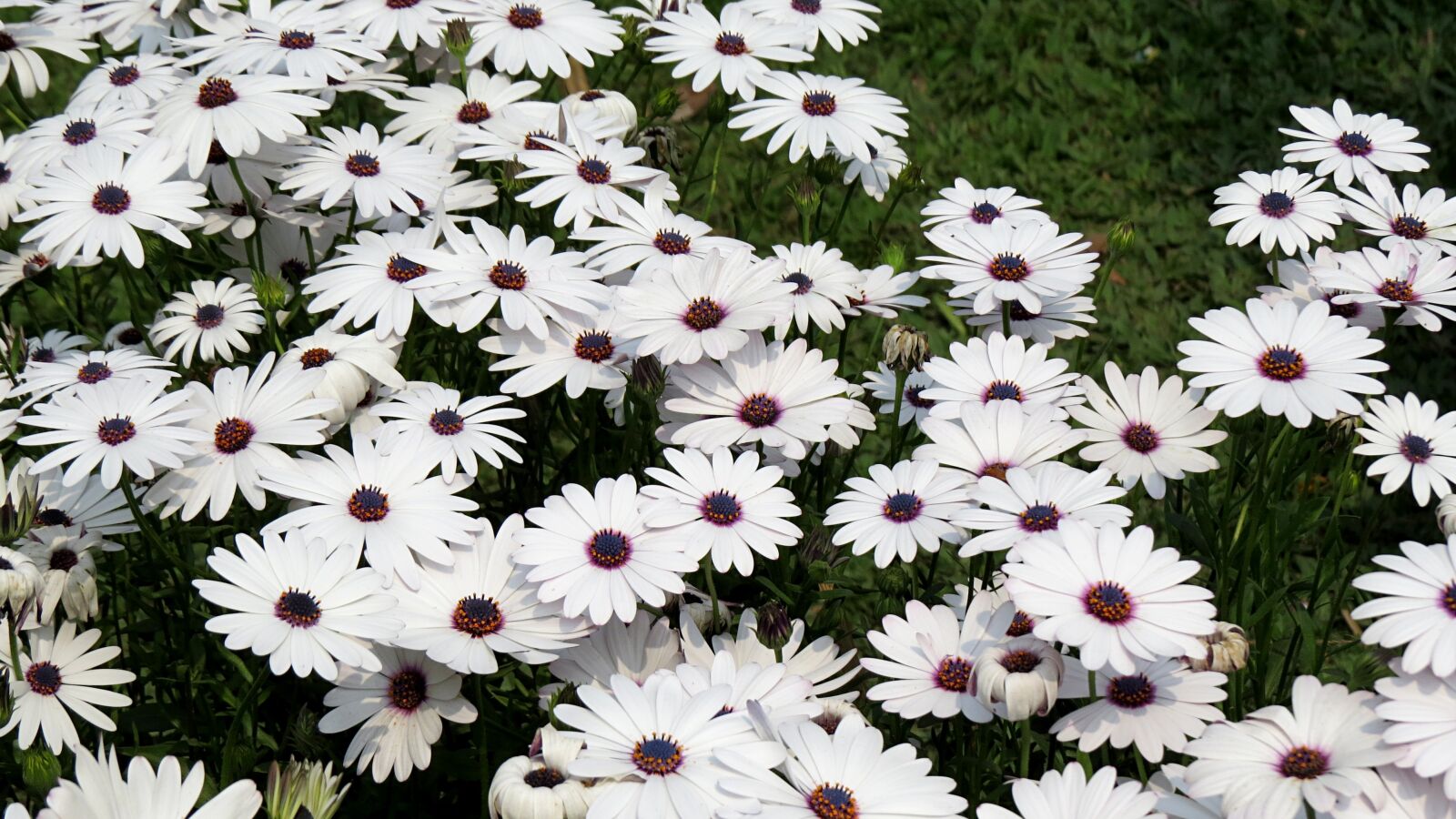 Canon PowerShot SX50 HS sample photo. African daisy, pyrethrum, flower photography