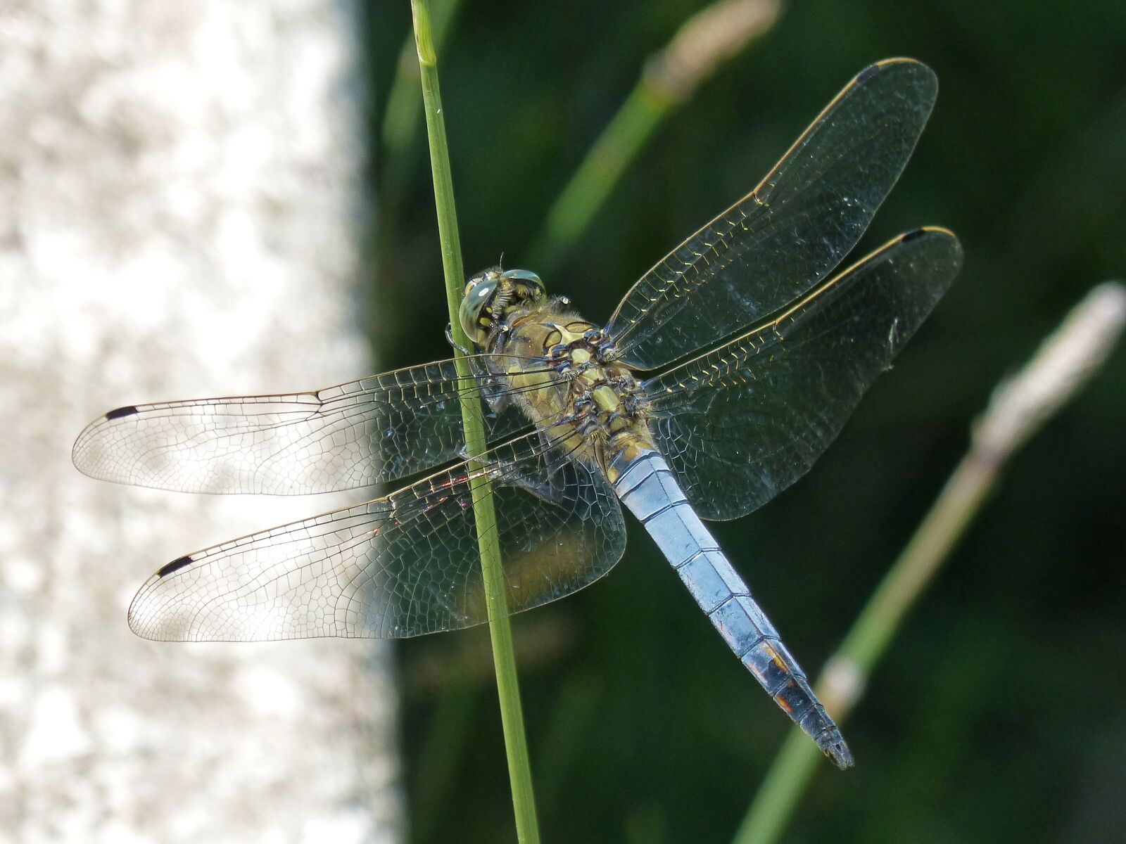 Panasonic DMC-FZ62 sample photo. Dragonfly, leaf, wetland photography