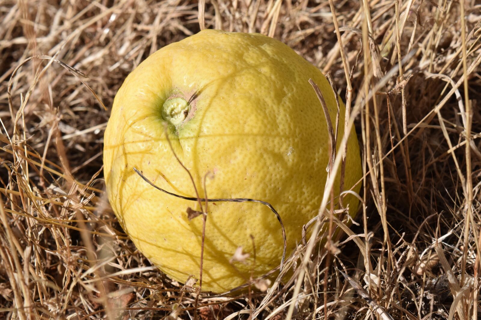 Nikon D3300 sample photo. Lemon, ripe, yellow photography