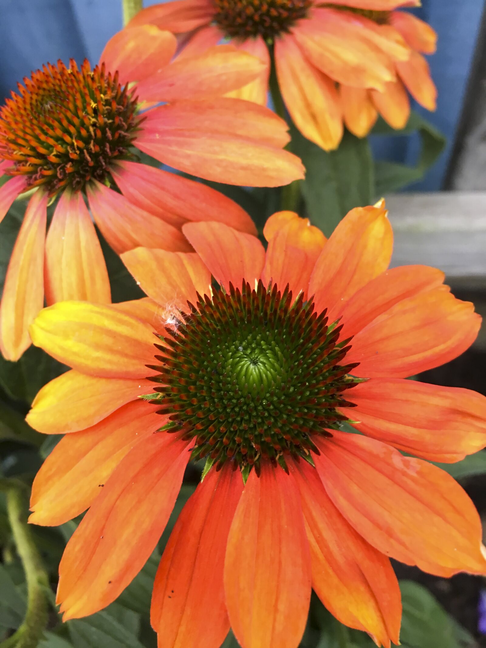 Apple iPhone 6s sample photo. Flower, plant, nature photography