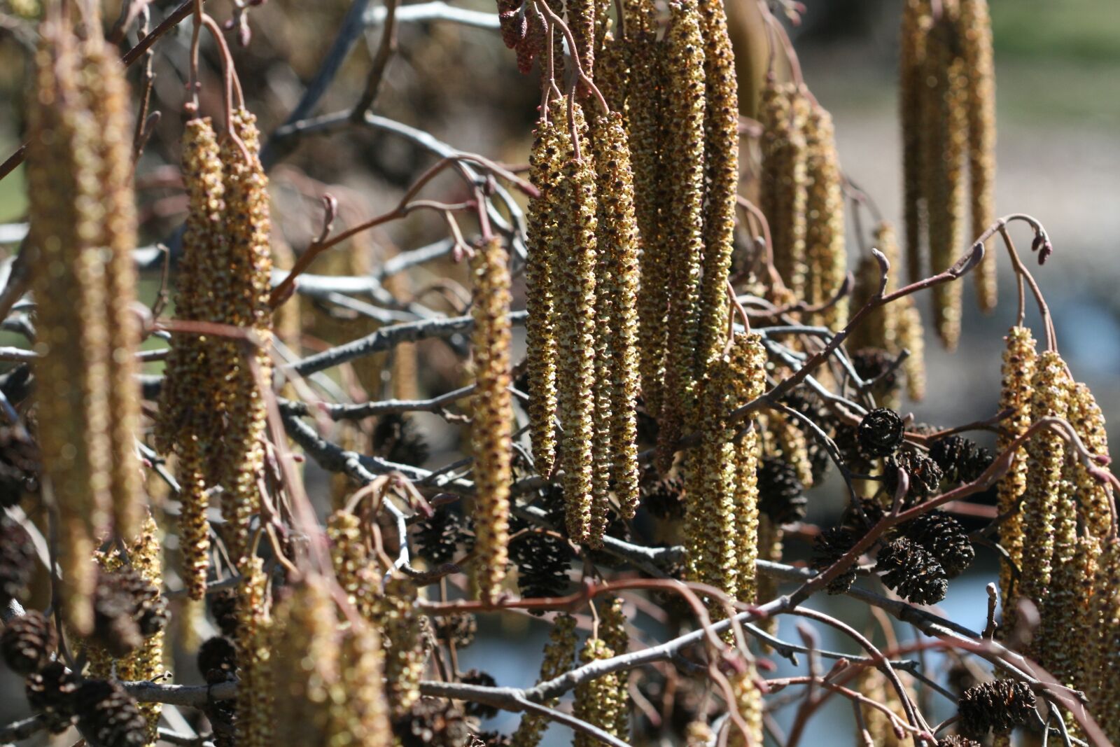 Canon EOS 400D (EOS Digital Rebel XTi / EOS Kiss Digital X) sample photo. Catkins, nature, spring photography