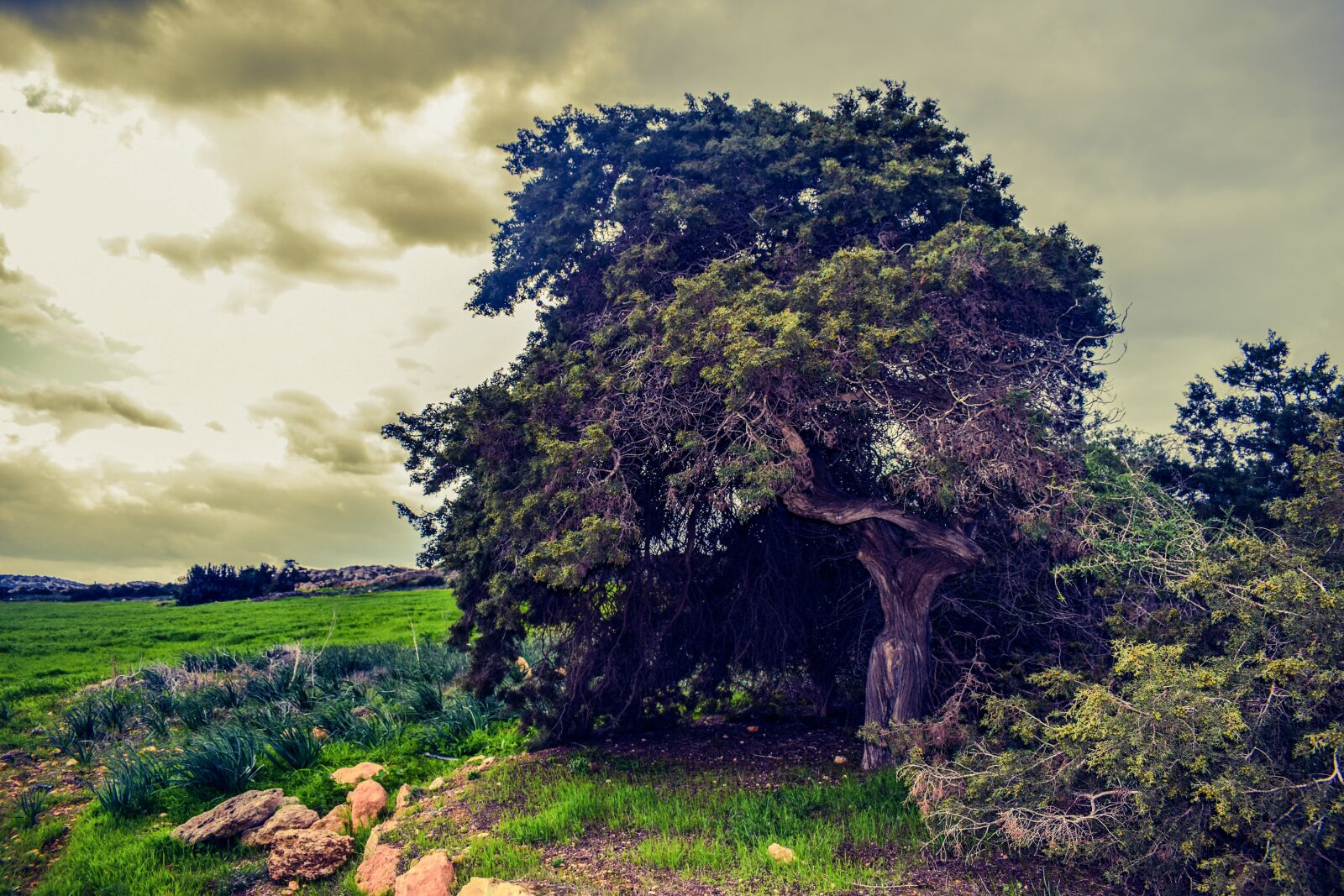 Nikon D3300 sample photo. Tree, meadow, landscape photography