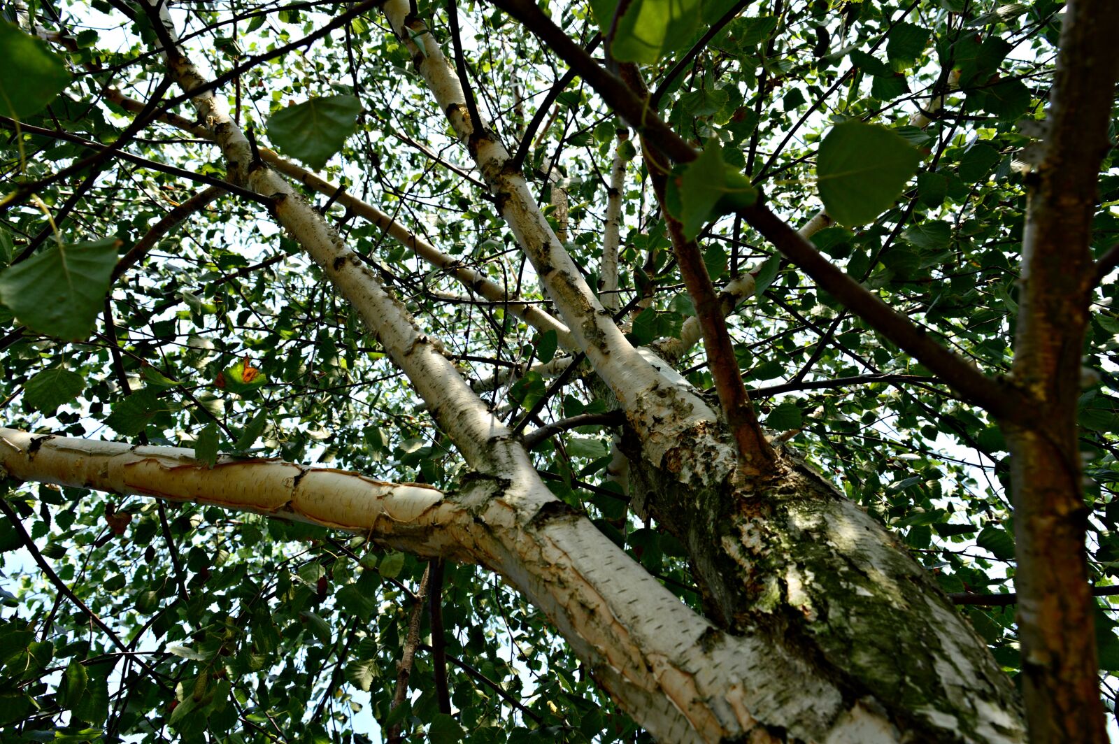Nikon D3200 sample photo. Wood, foliage, holidays photography