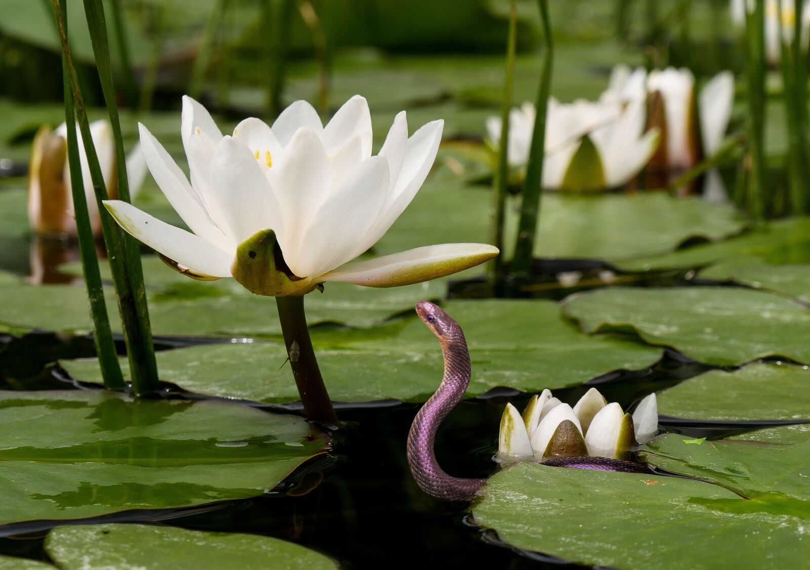 Panasonic DMC-G70 sample photo. Nature, flower, water lily photography