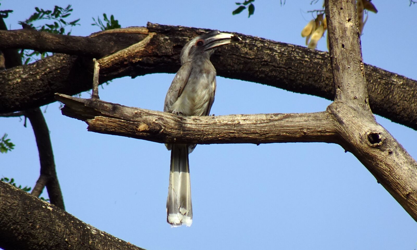 Sony DSC-WX800 sample photo. Bird, hornbill, indian photography