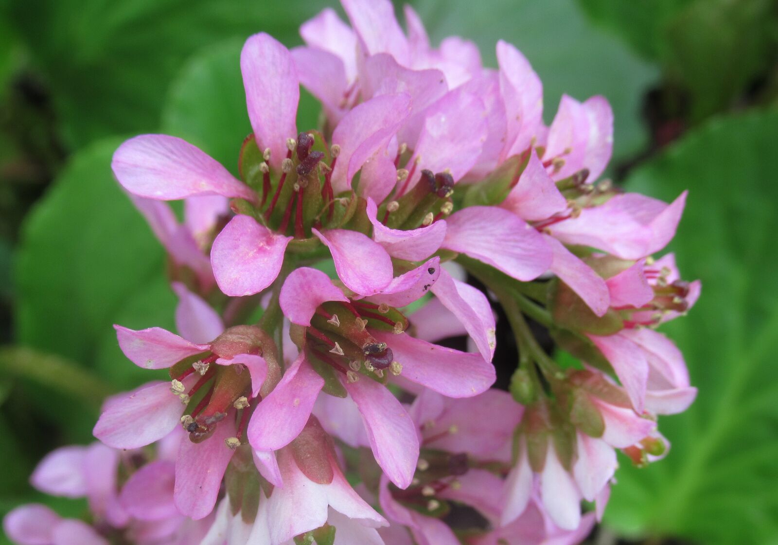 Canon PowerShot SX620 HS sample photo. Flower, nature photography