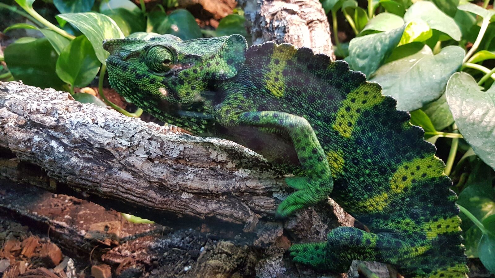 Samsung Galaxy S7 Edge sample photo. Chameleon, zoo, reptiles photography